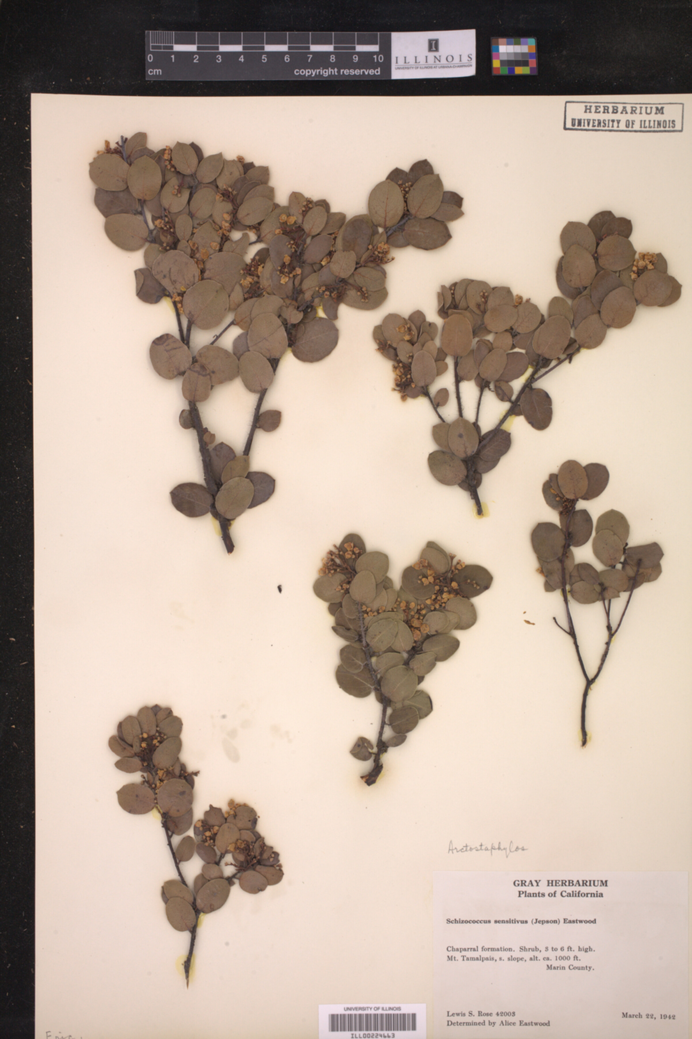 Arctostaphylos nummularia image