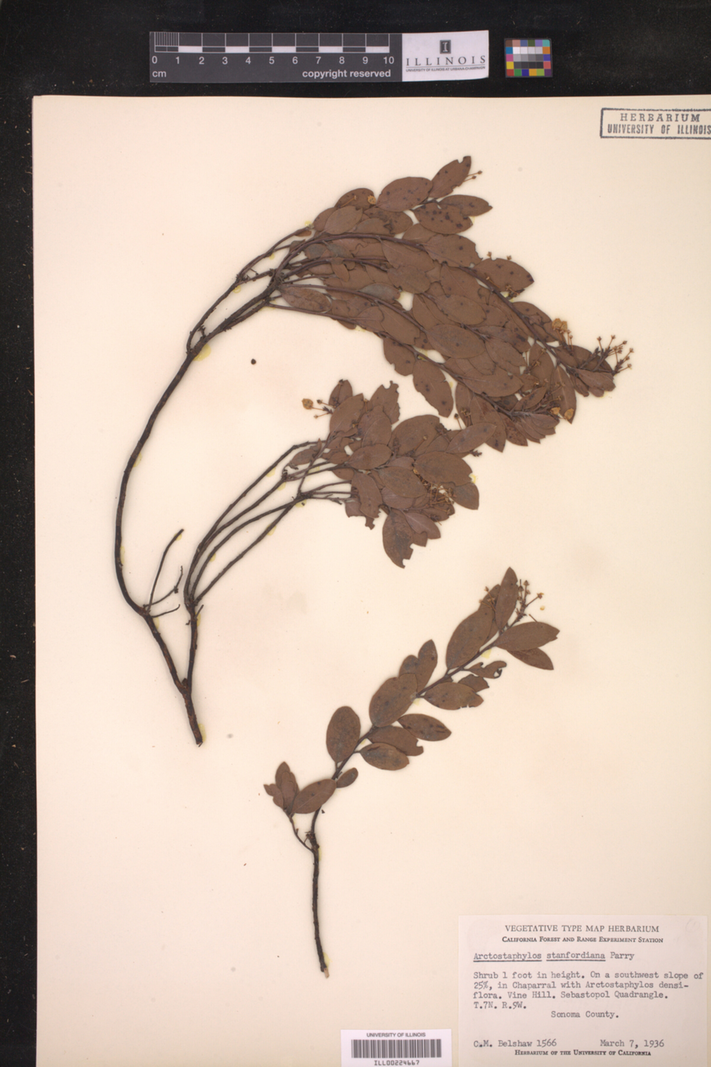 Arctostaphylos stanfordiana image