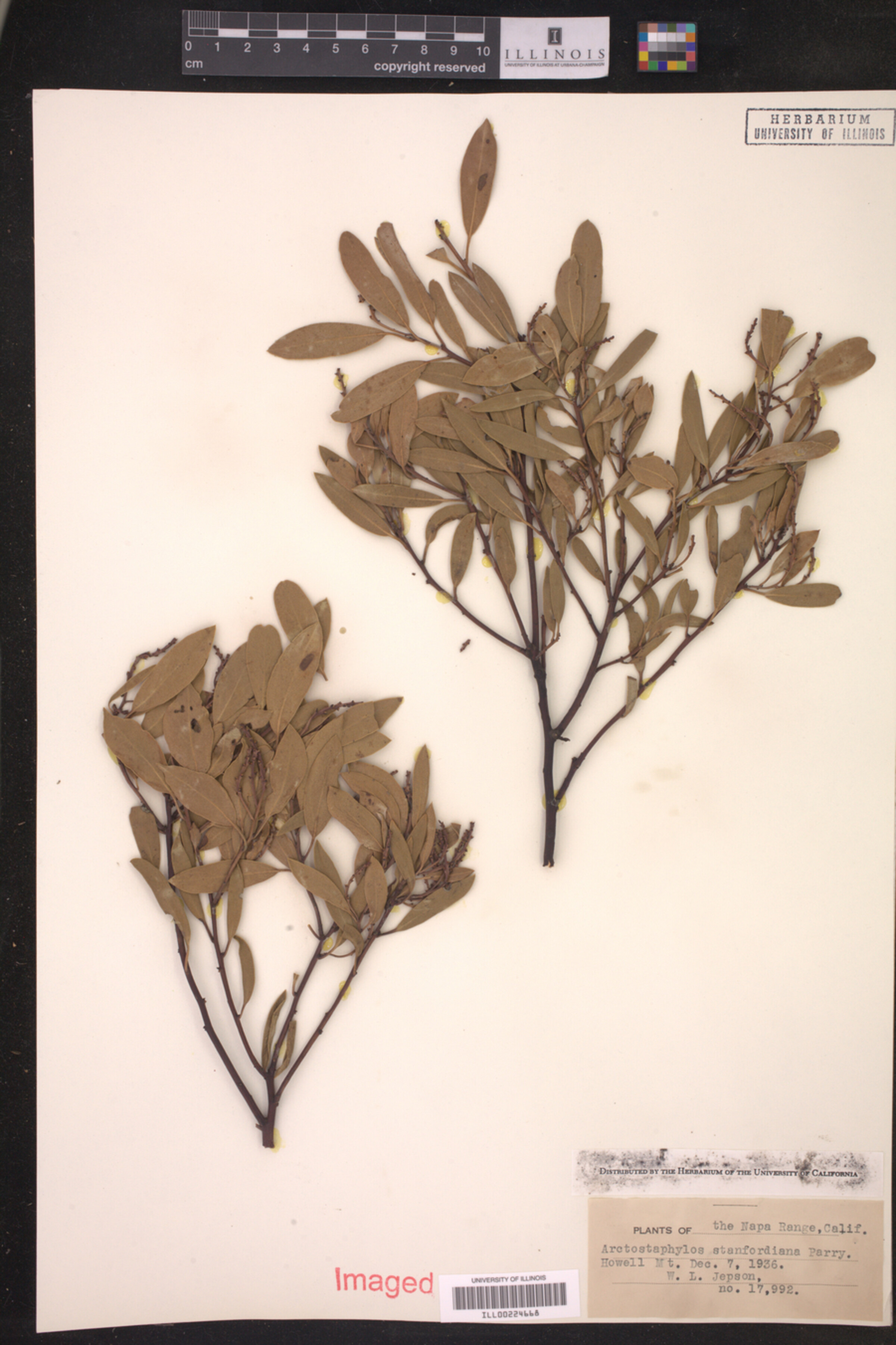 Arctostaphylos stanfordiana image