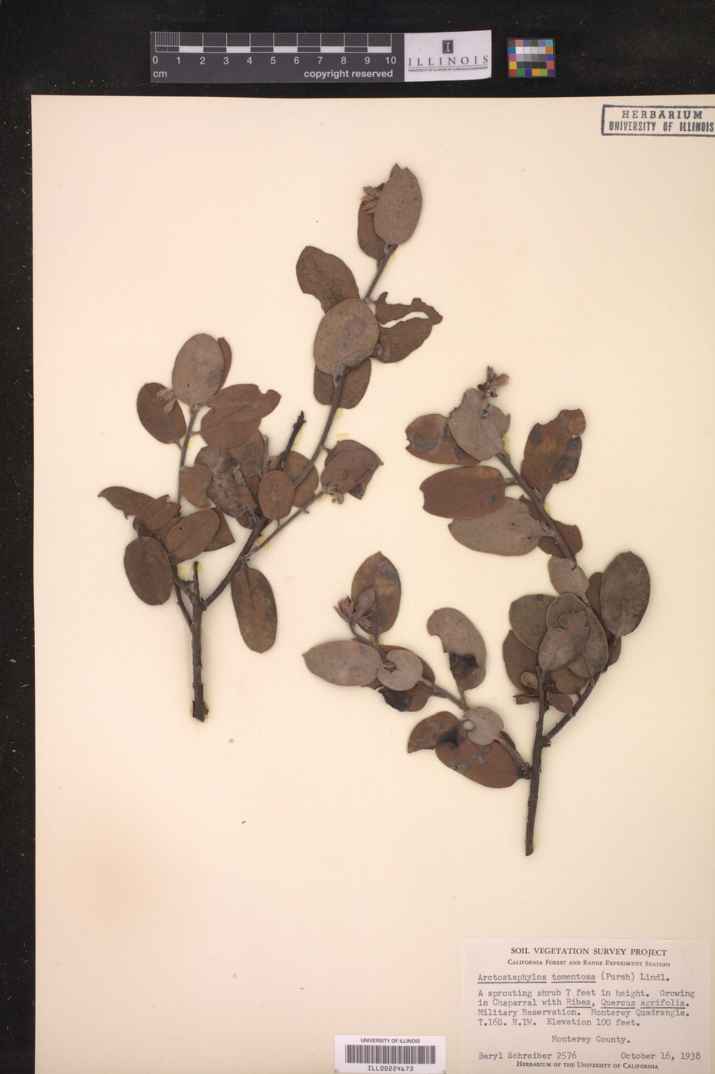 Arctostaphylos image