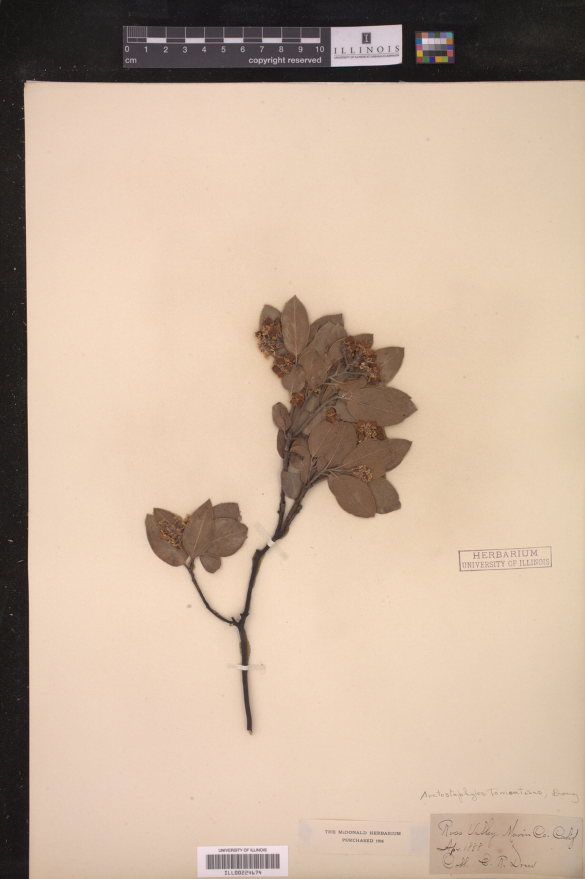 Arctostaphylos tomentosa image