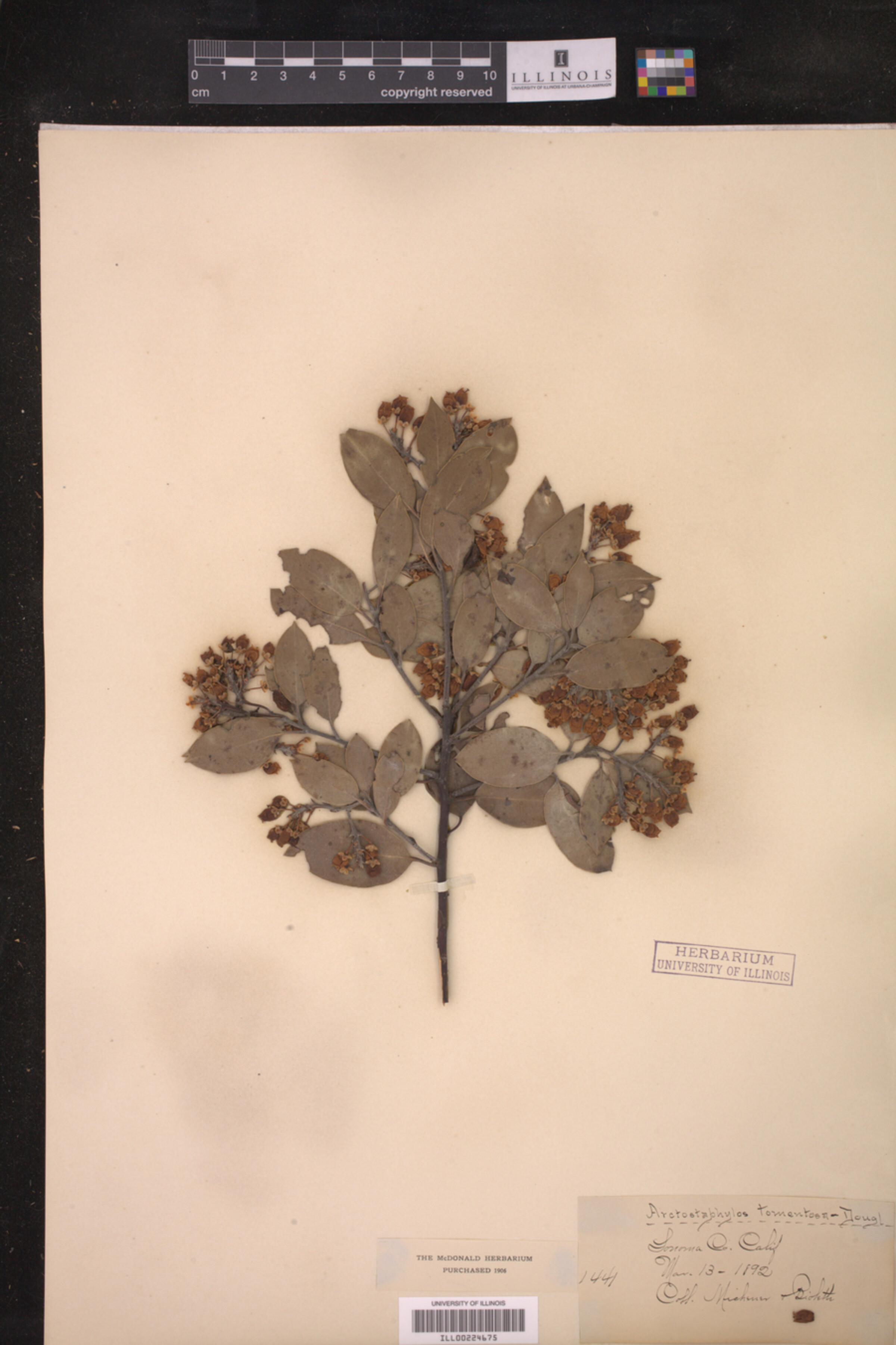 Arctostaphylos tomentosa image