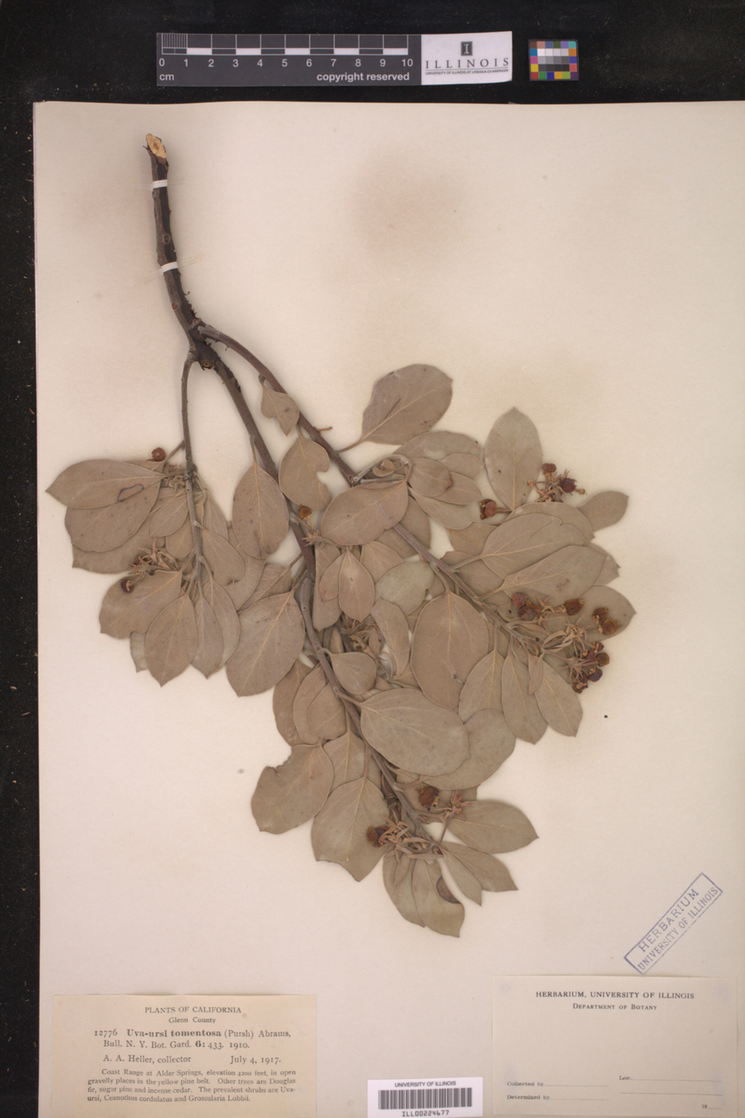 Arctostaphylos tomentosa image