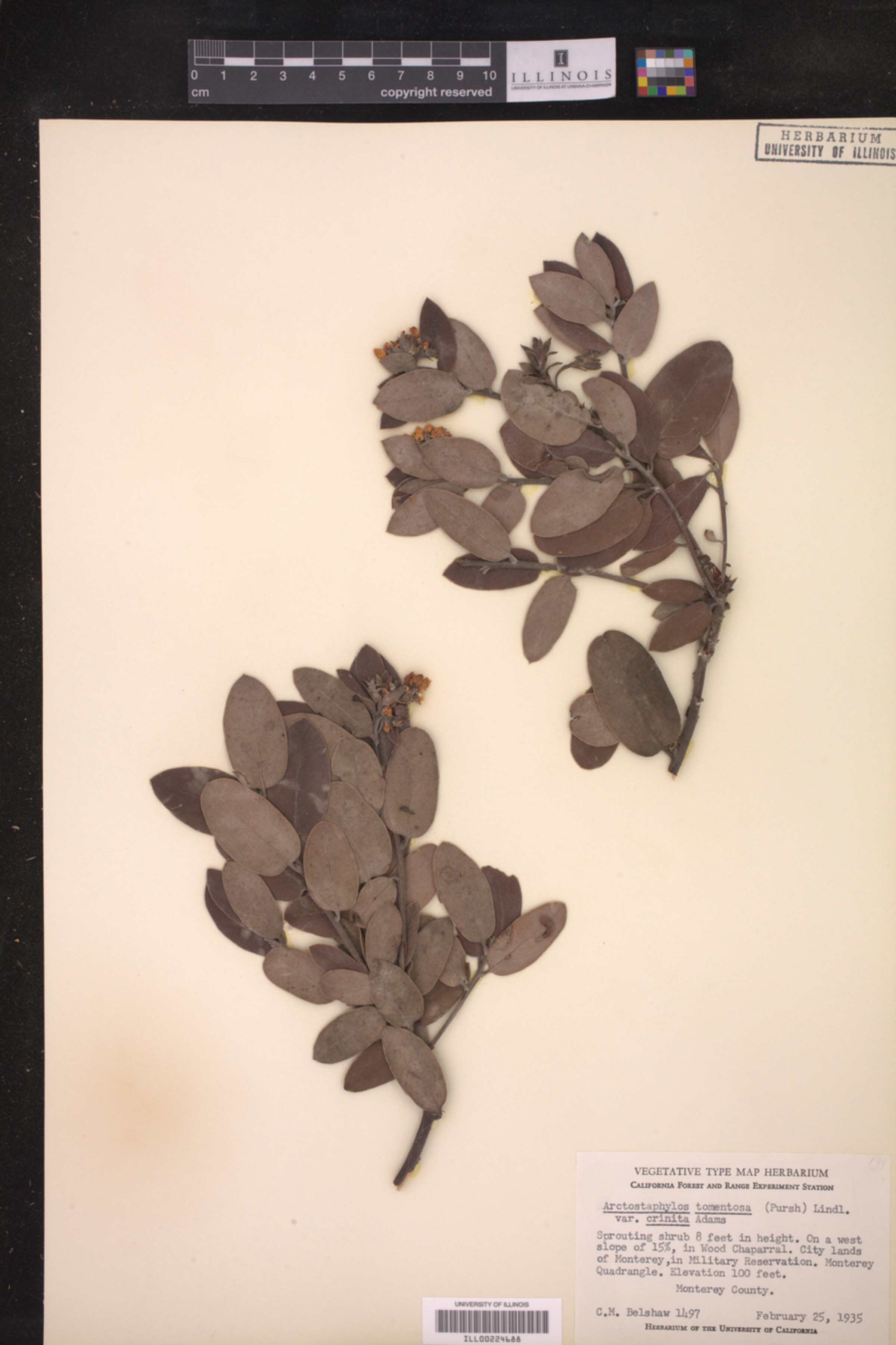 Arctostaphylos tomentosa subsp. crustacea image