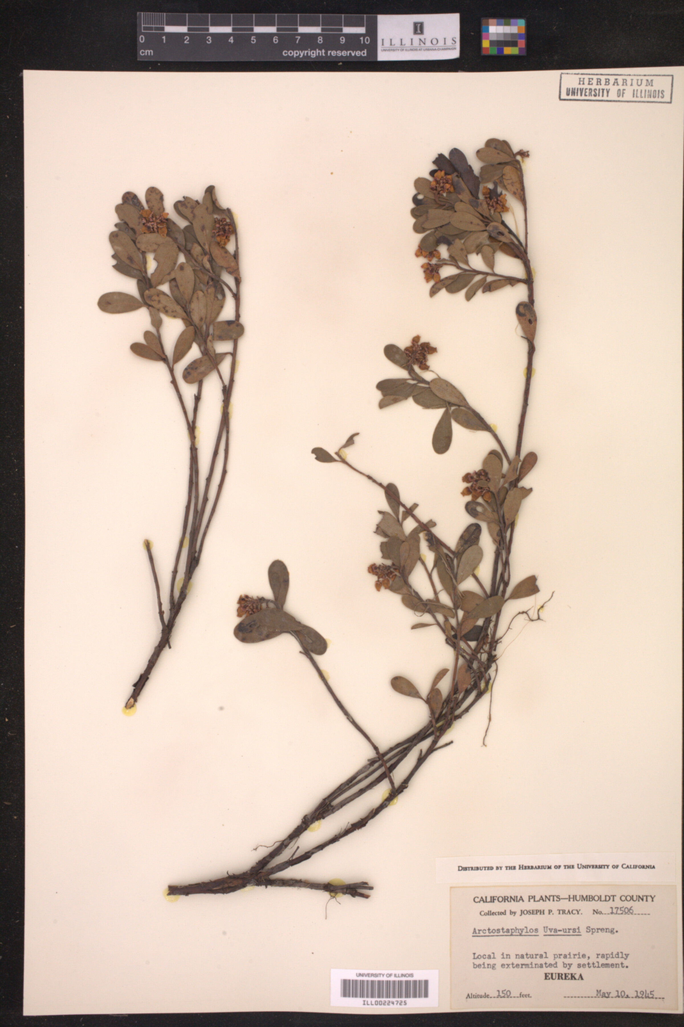 Arctostaphylos uva-ursi image