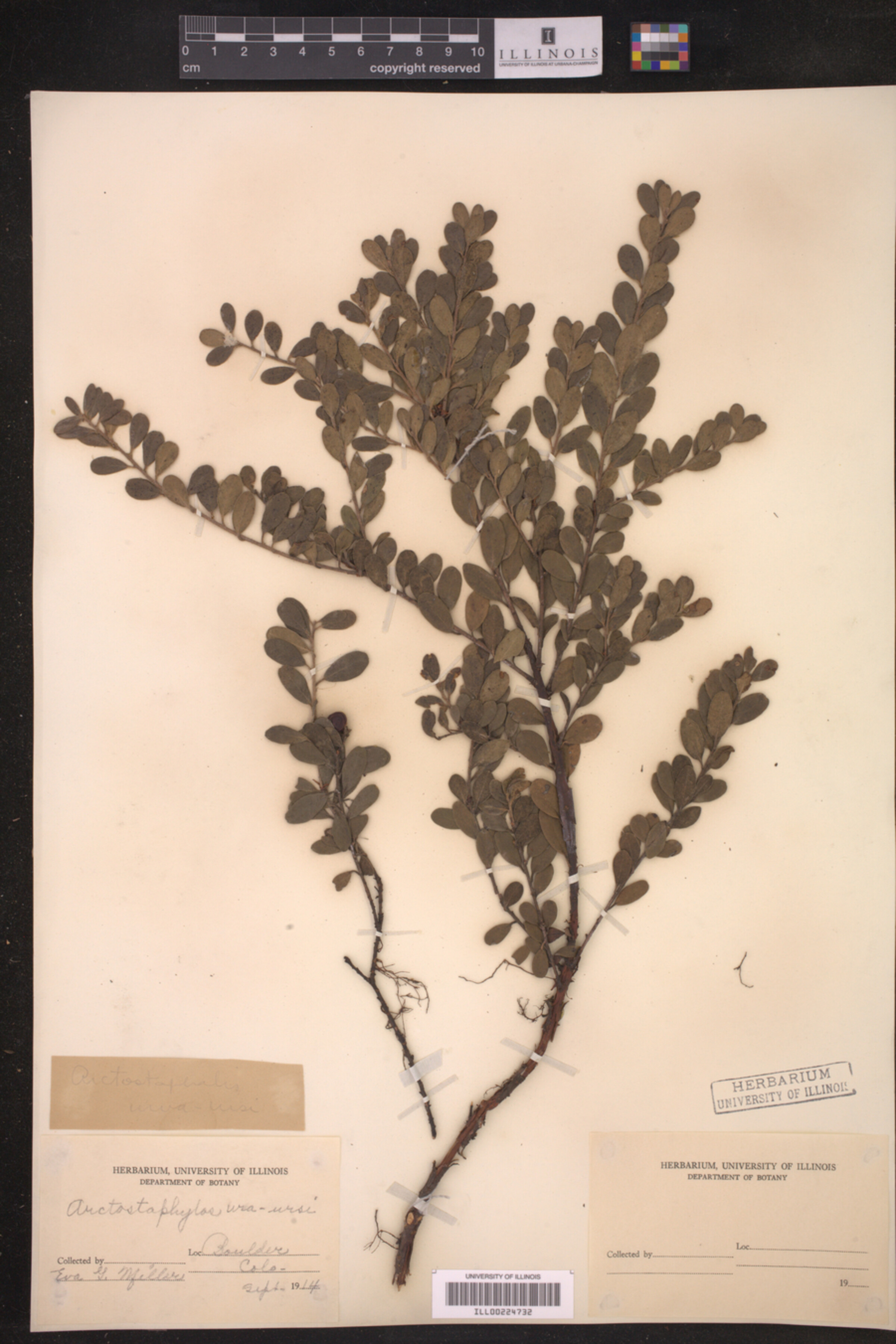 Arctostaphylos uva-ursi image
