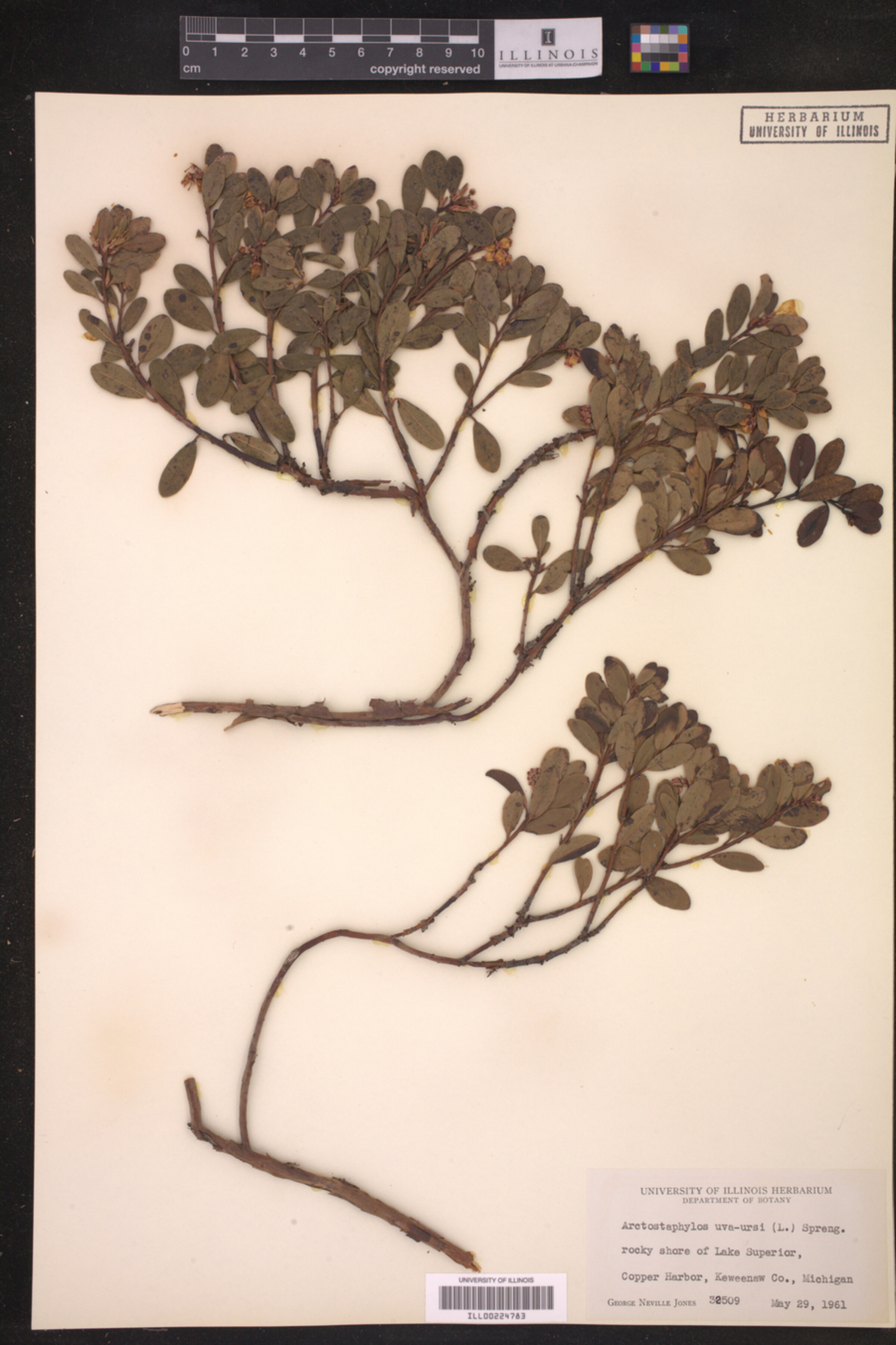 Arctostaphylos uva-ursi image