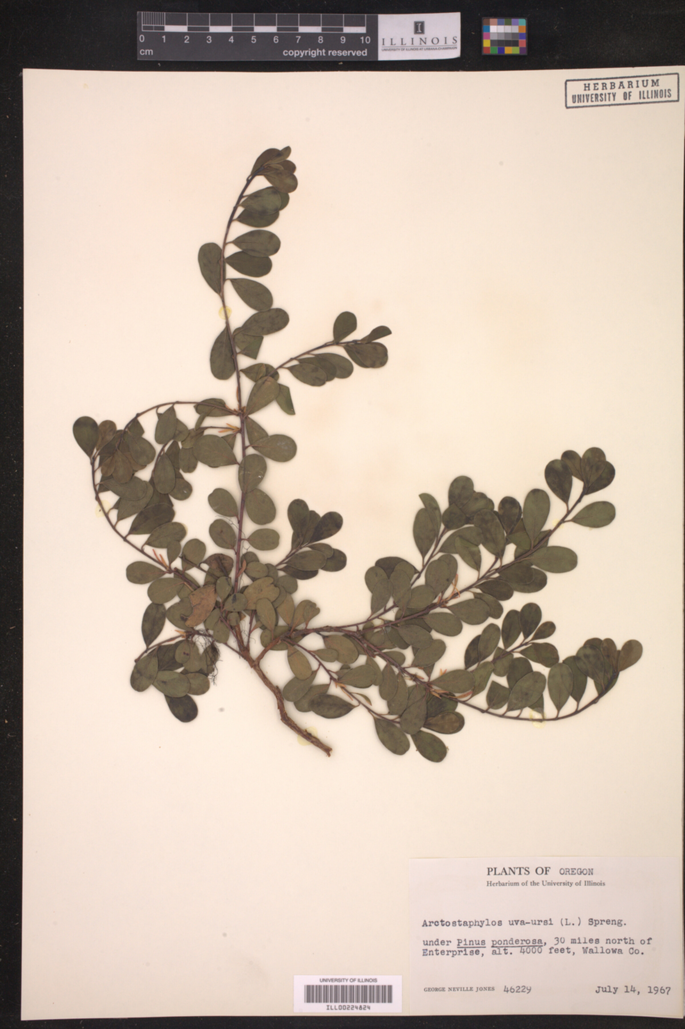 Arctostaphylos uva-ursi image