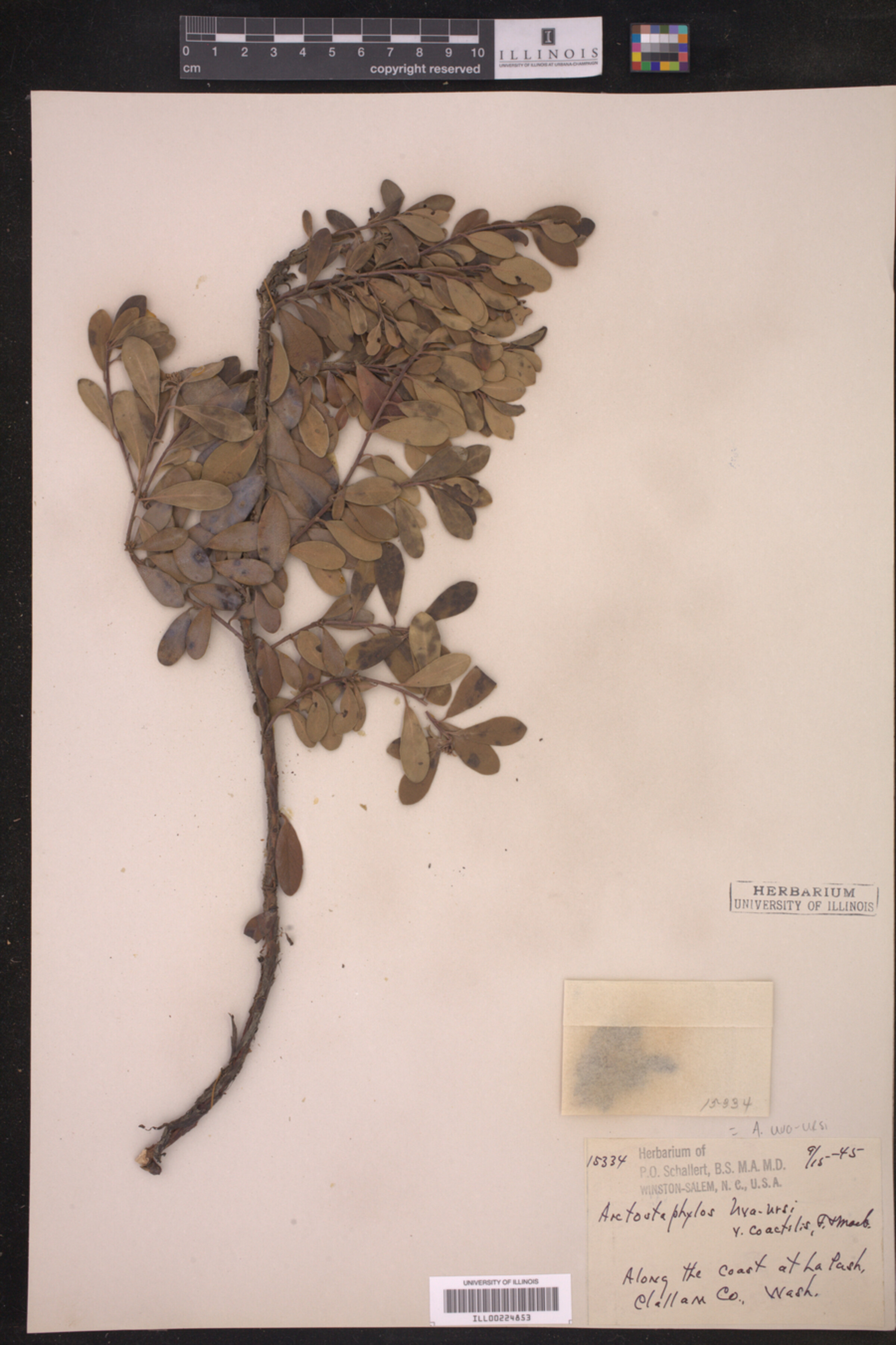 Arctostaphylos uva-ursi image