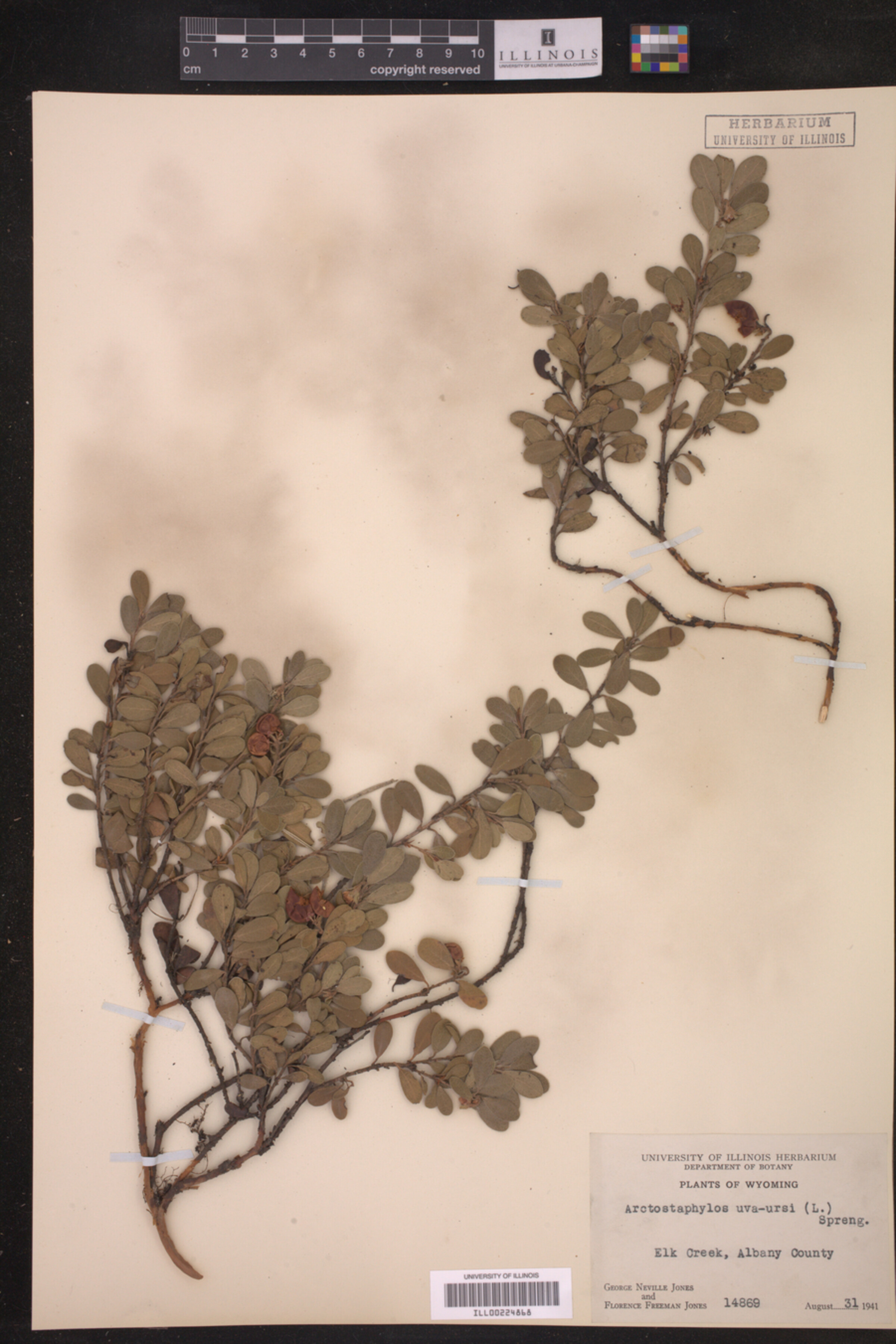 Arctostaphylos image