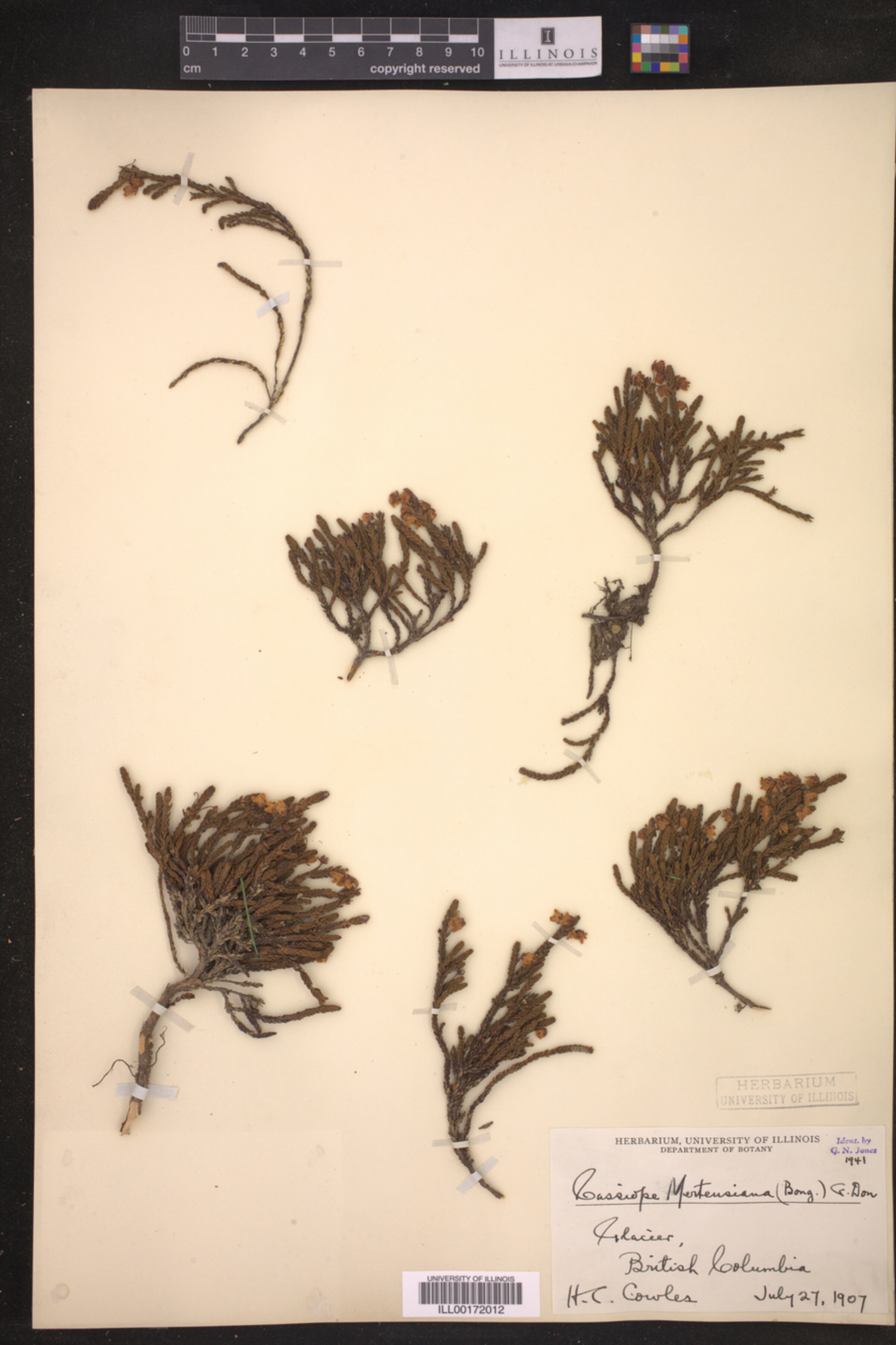 Cassiope mertensiana image