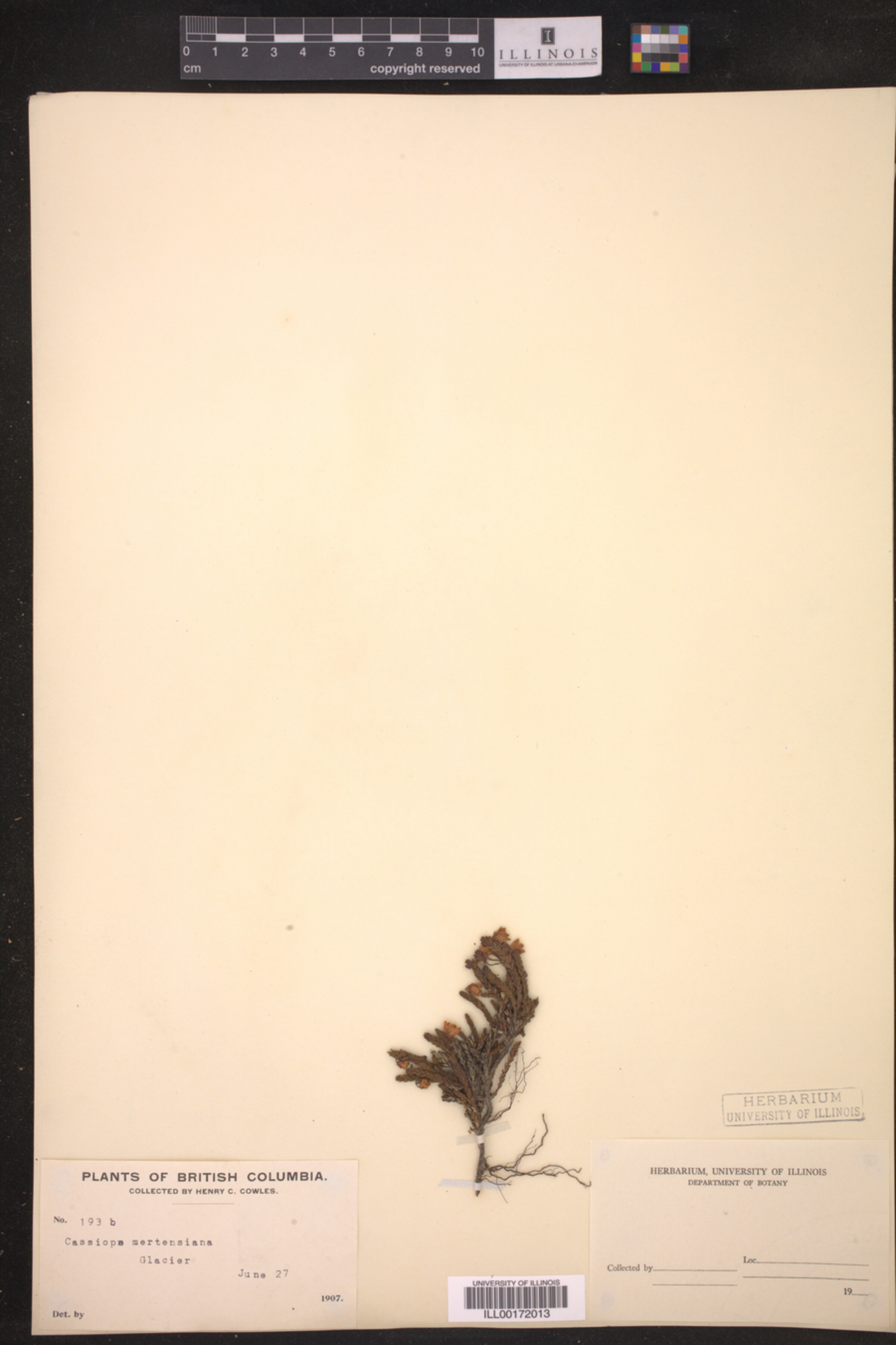 Cassiope mertensiana image