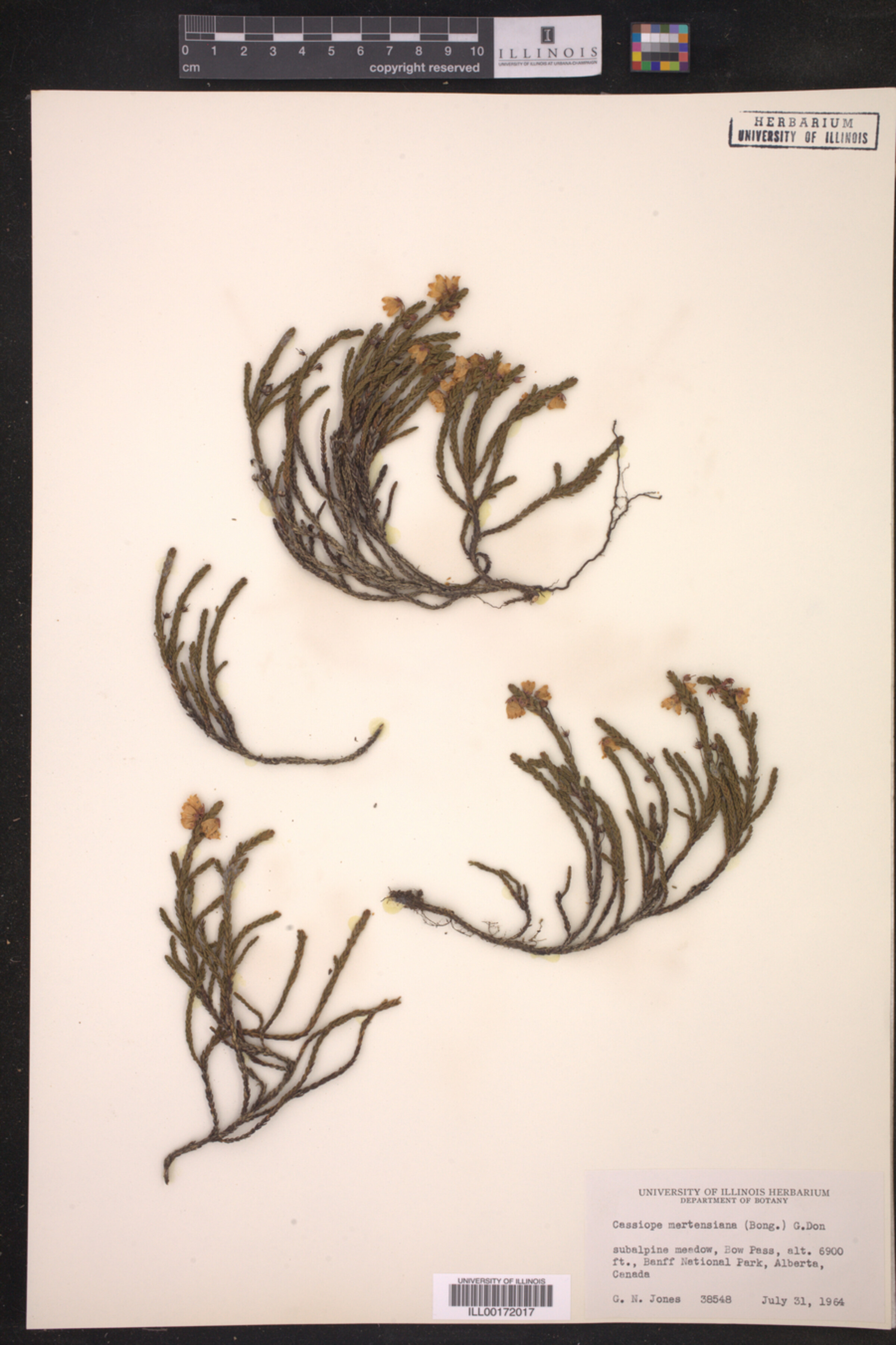 Cassiope mertensiana image