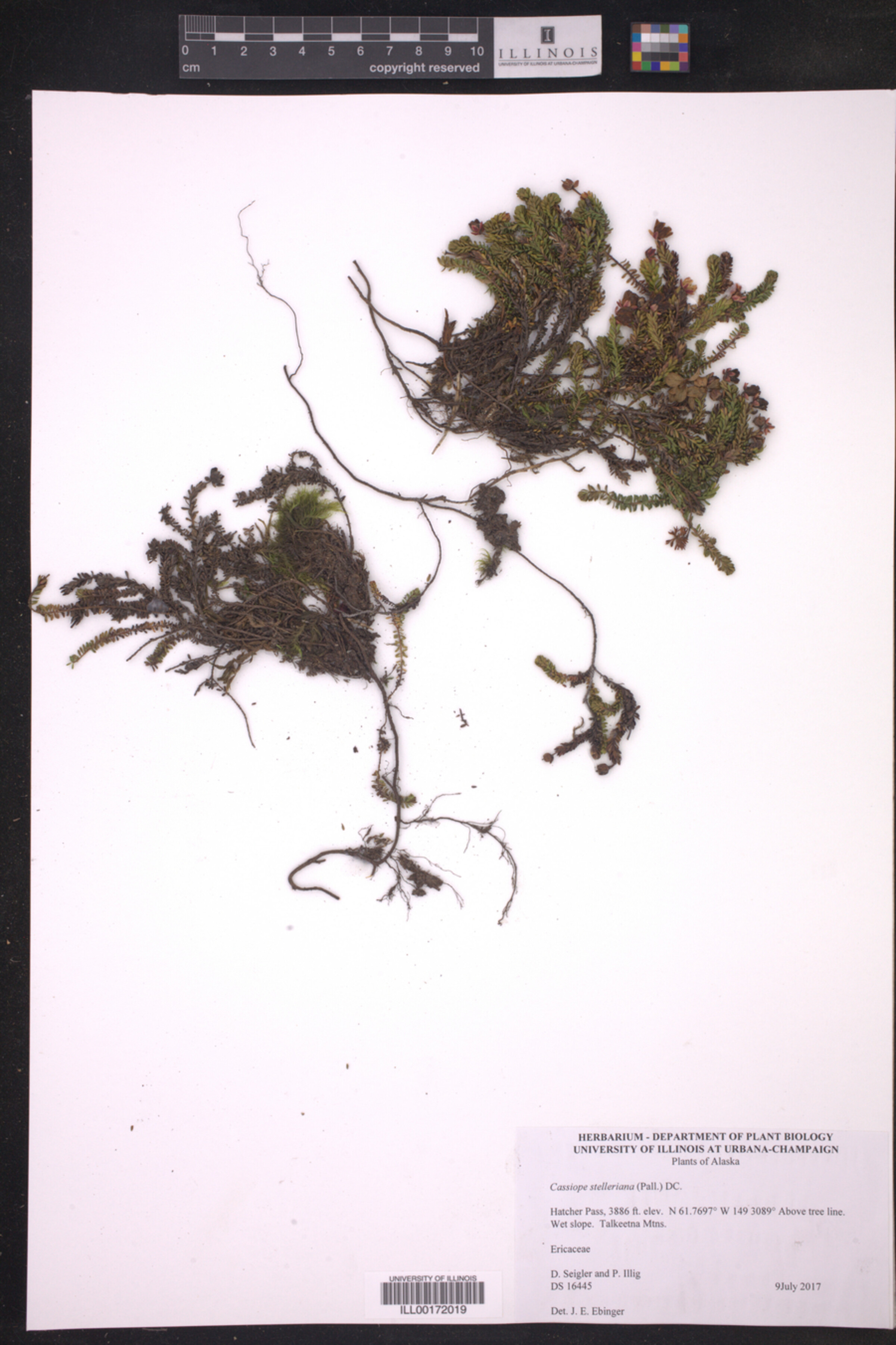 Cassiope stelleriana image