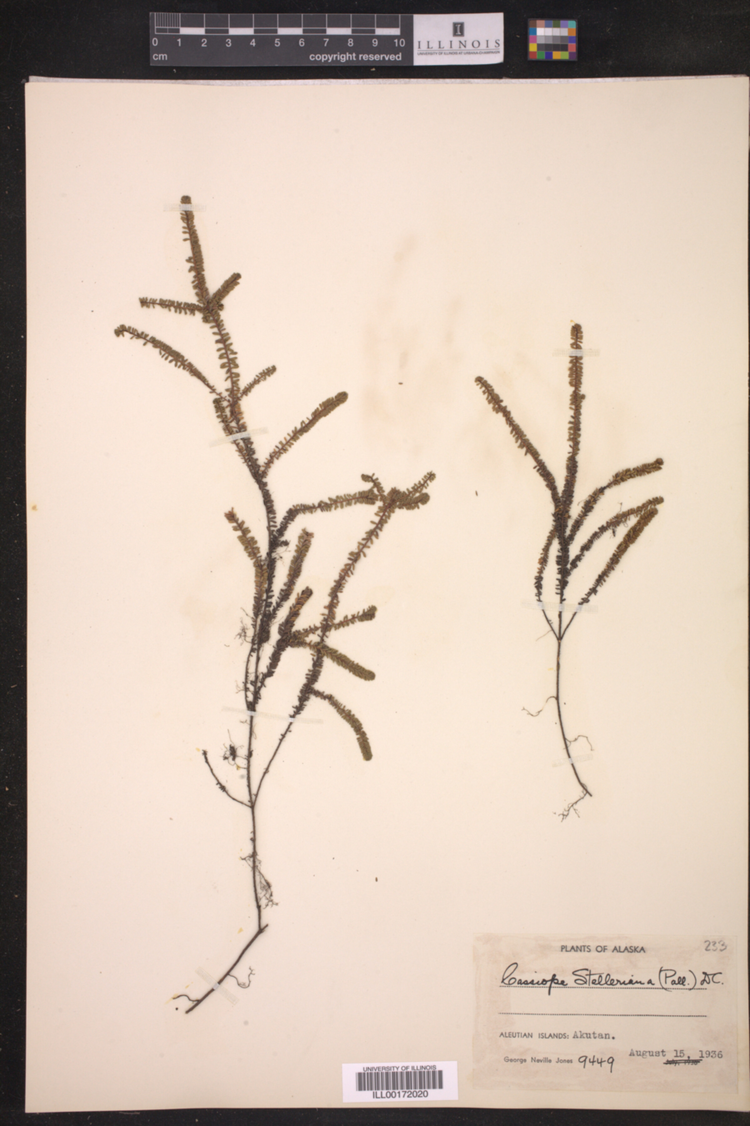 Cassiope stelleriana image