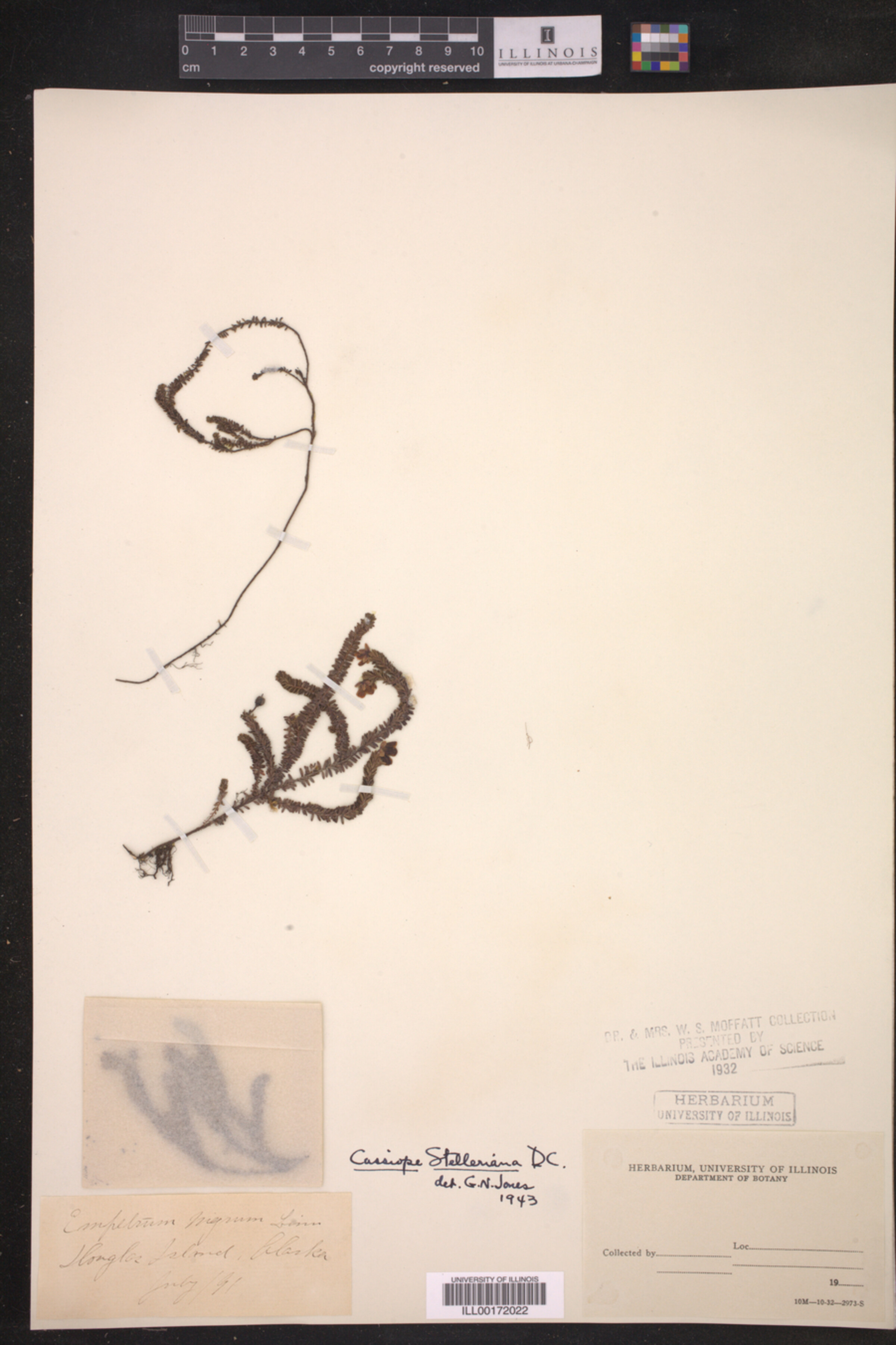 Ericaceae image