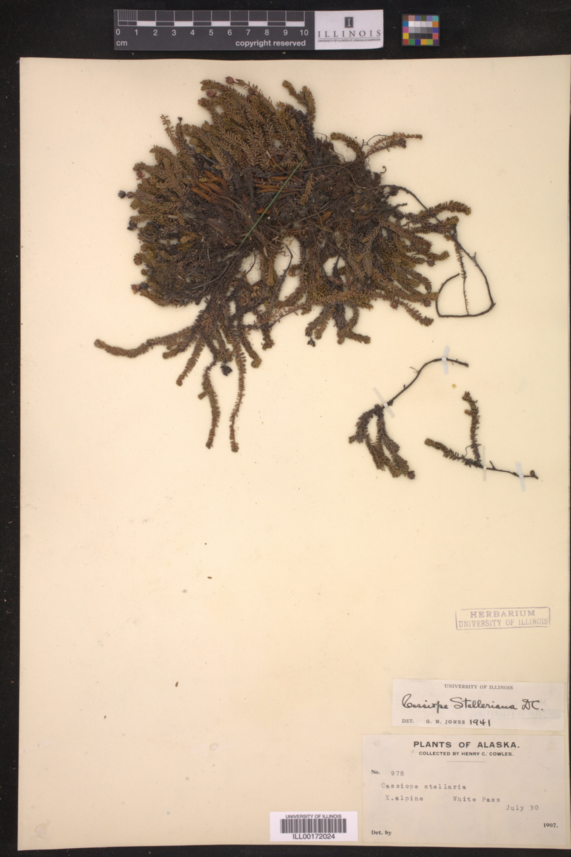Cassiope image