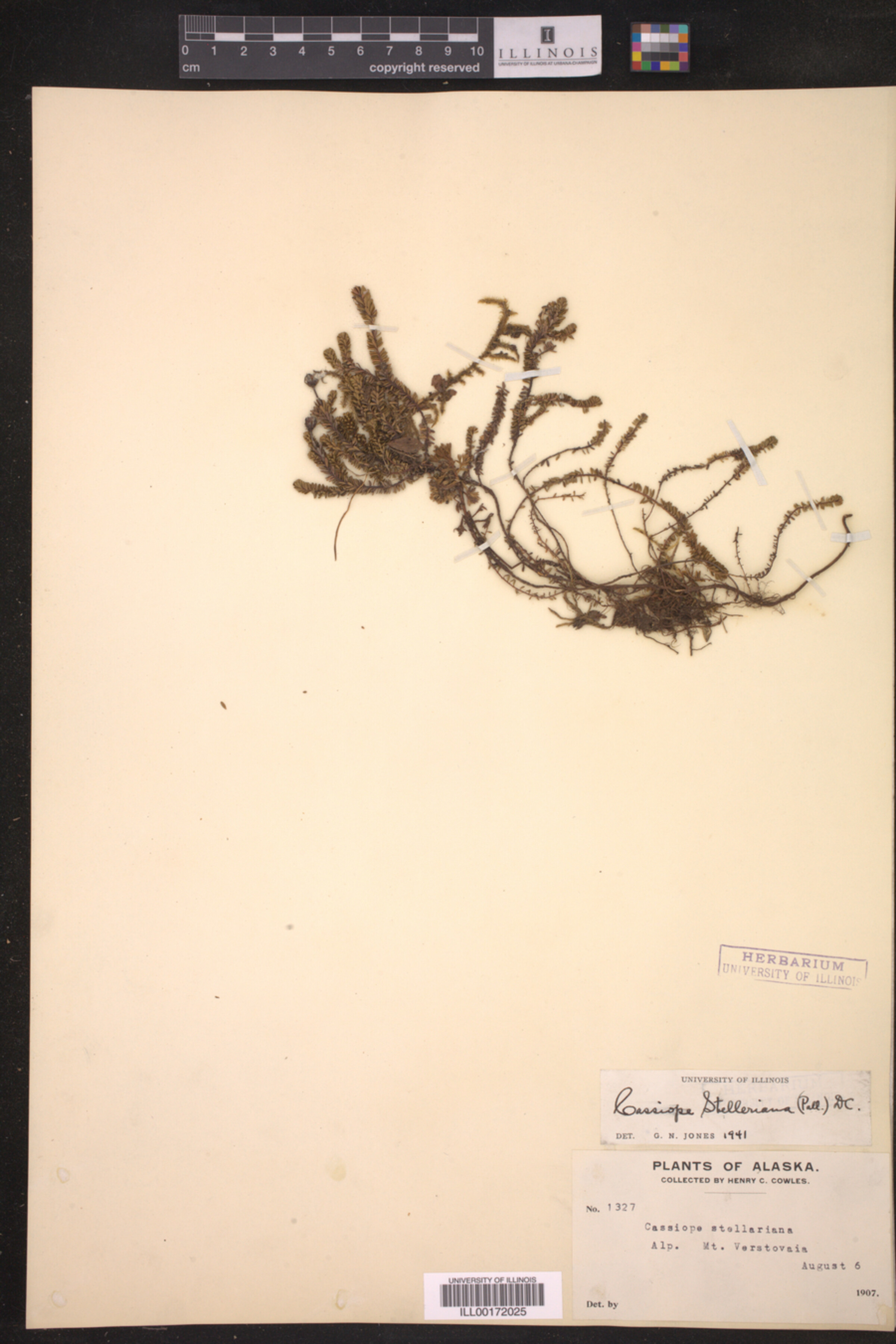 Cassiope stelleriana image