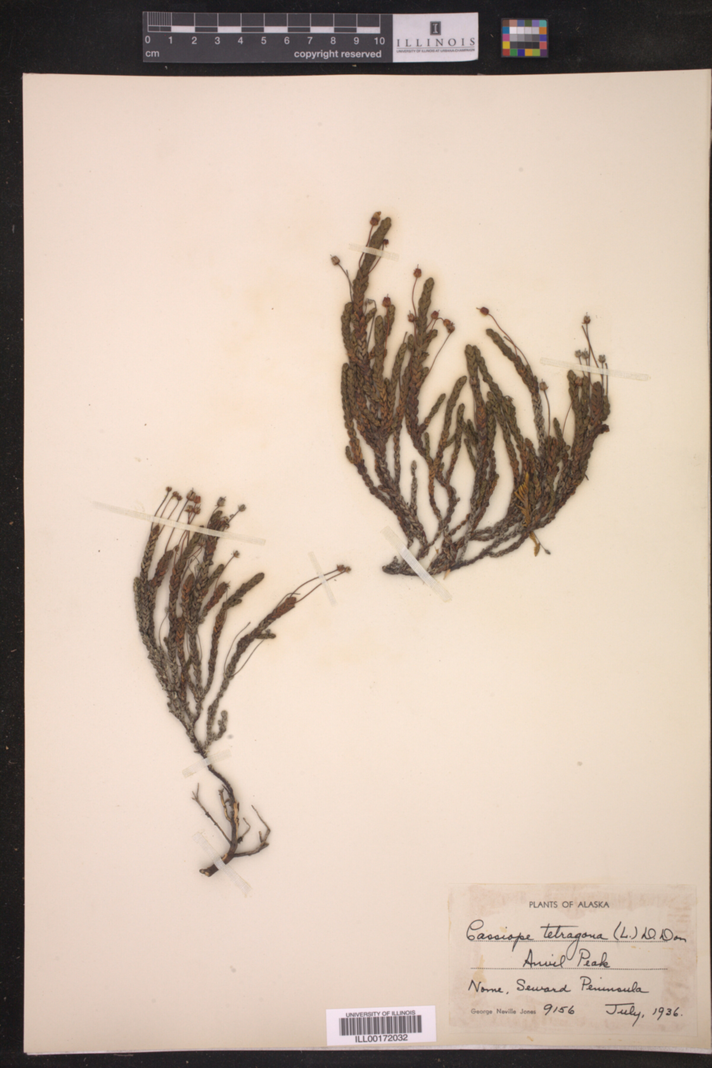 Cassiope tetragona image