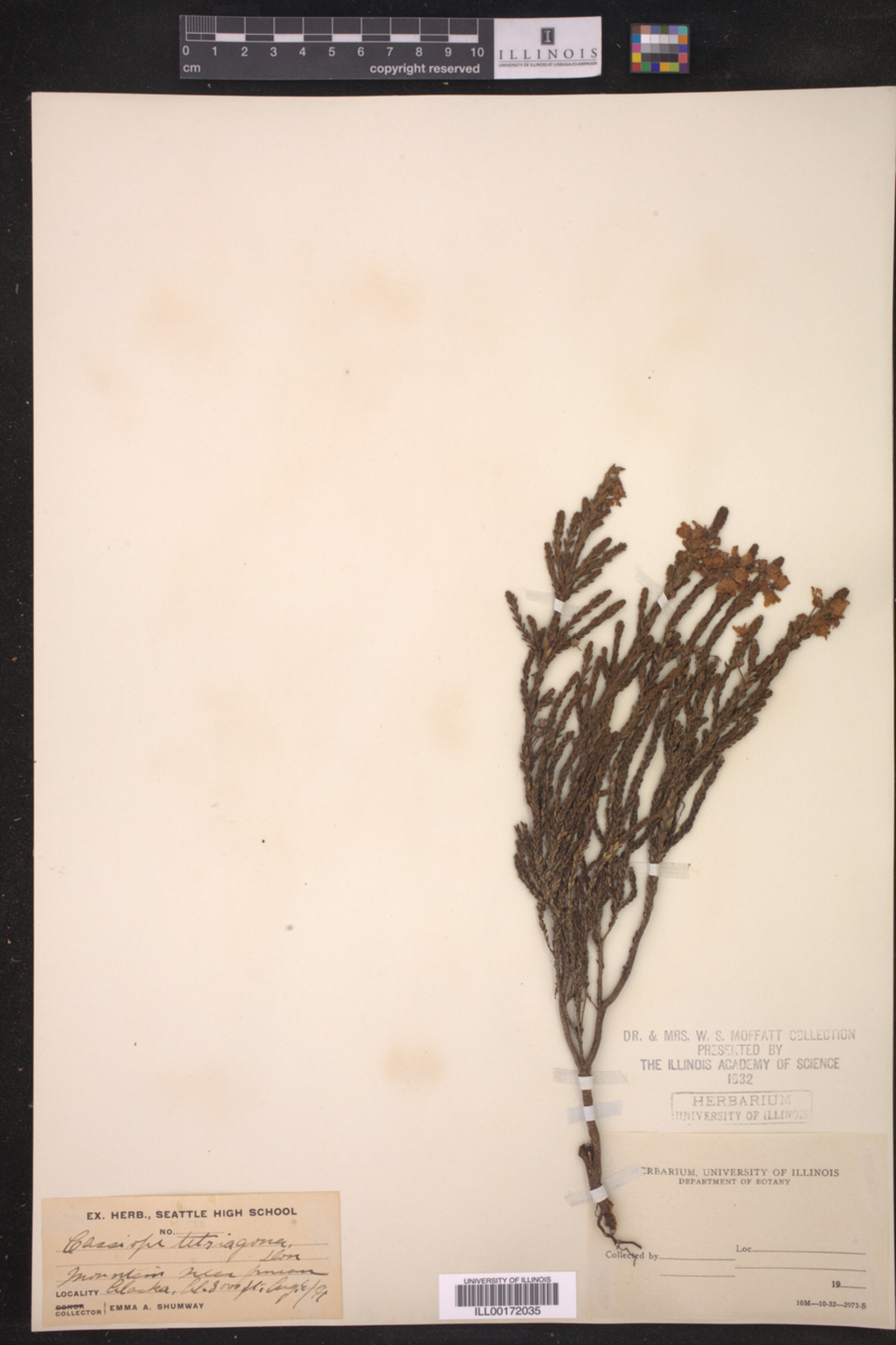Cassiope image