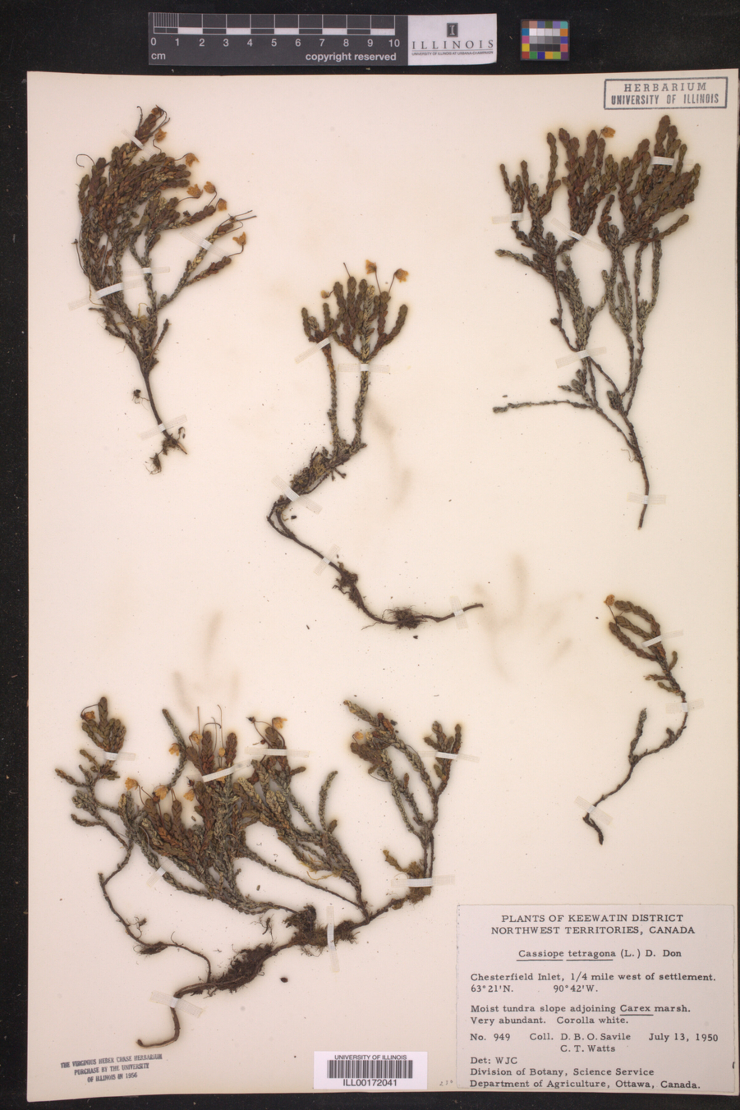 Cassiope tetragona image