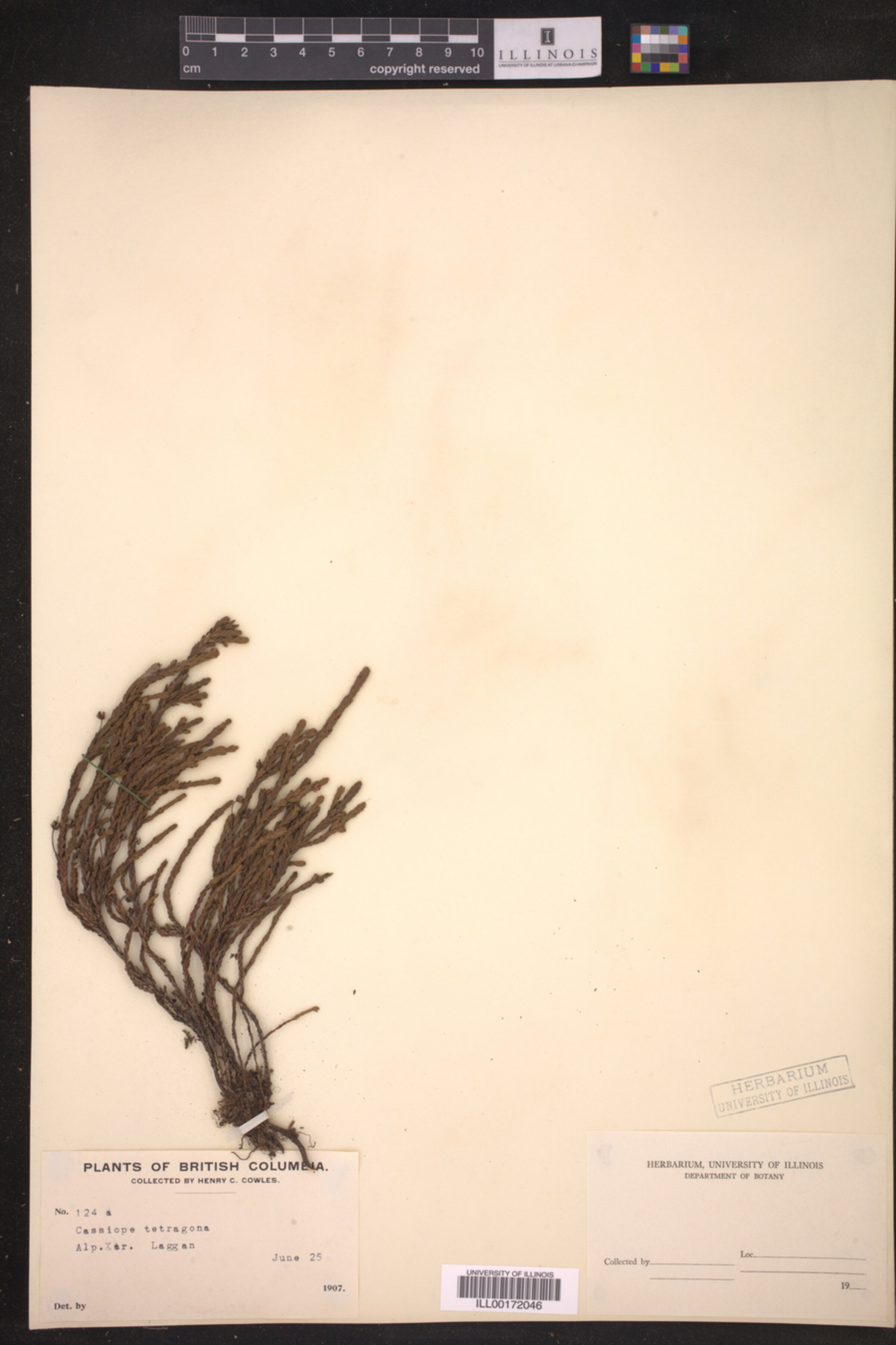 Cassiope tetragona image