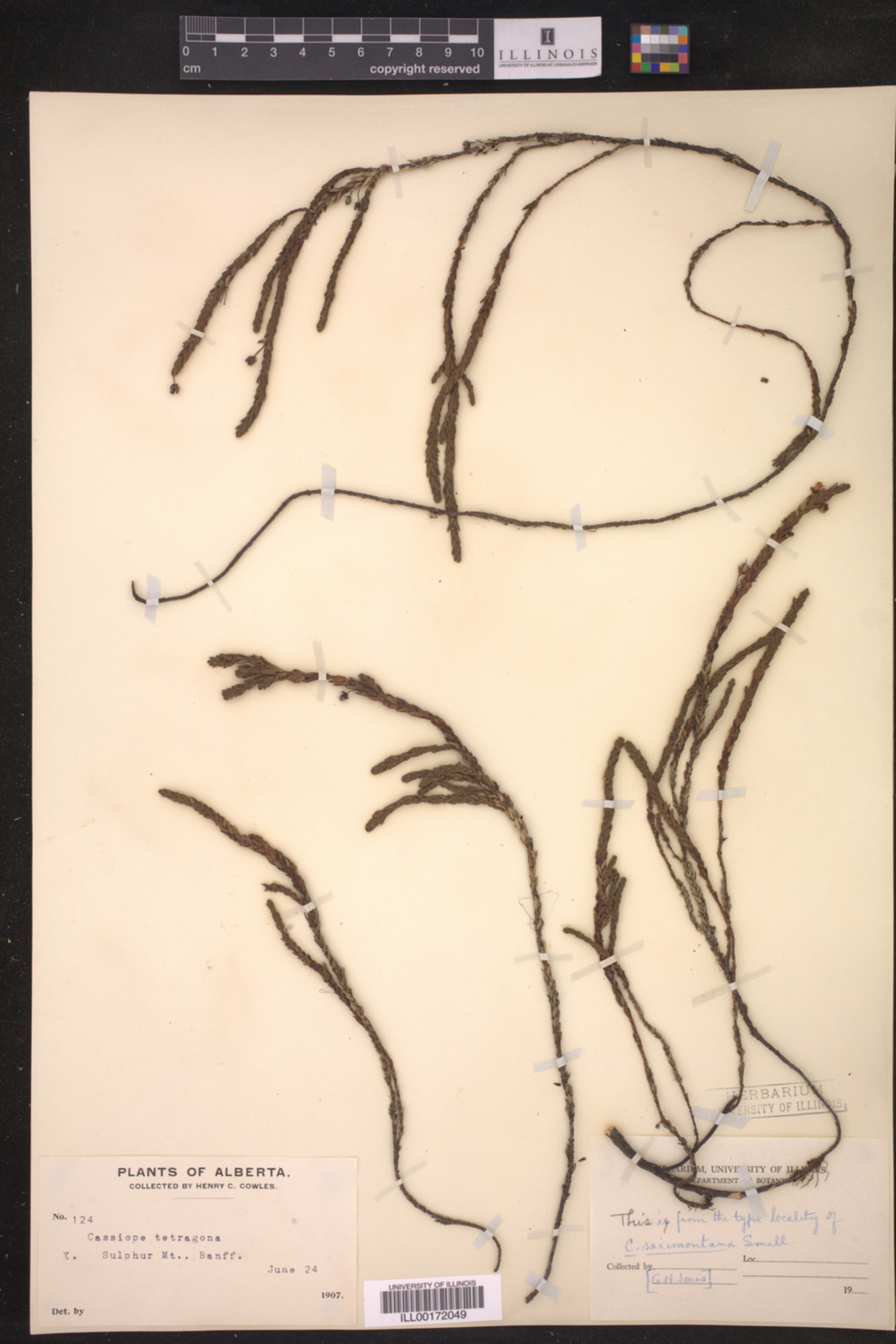 Cassiope tetragona image