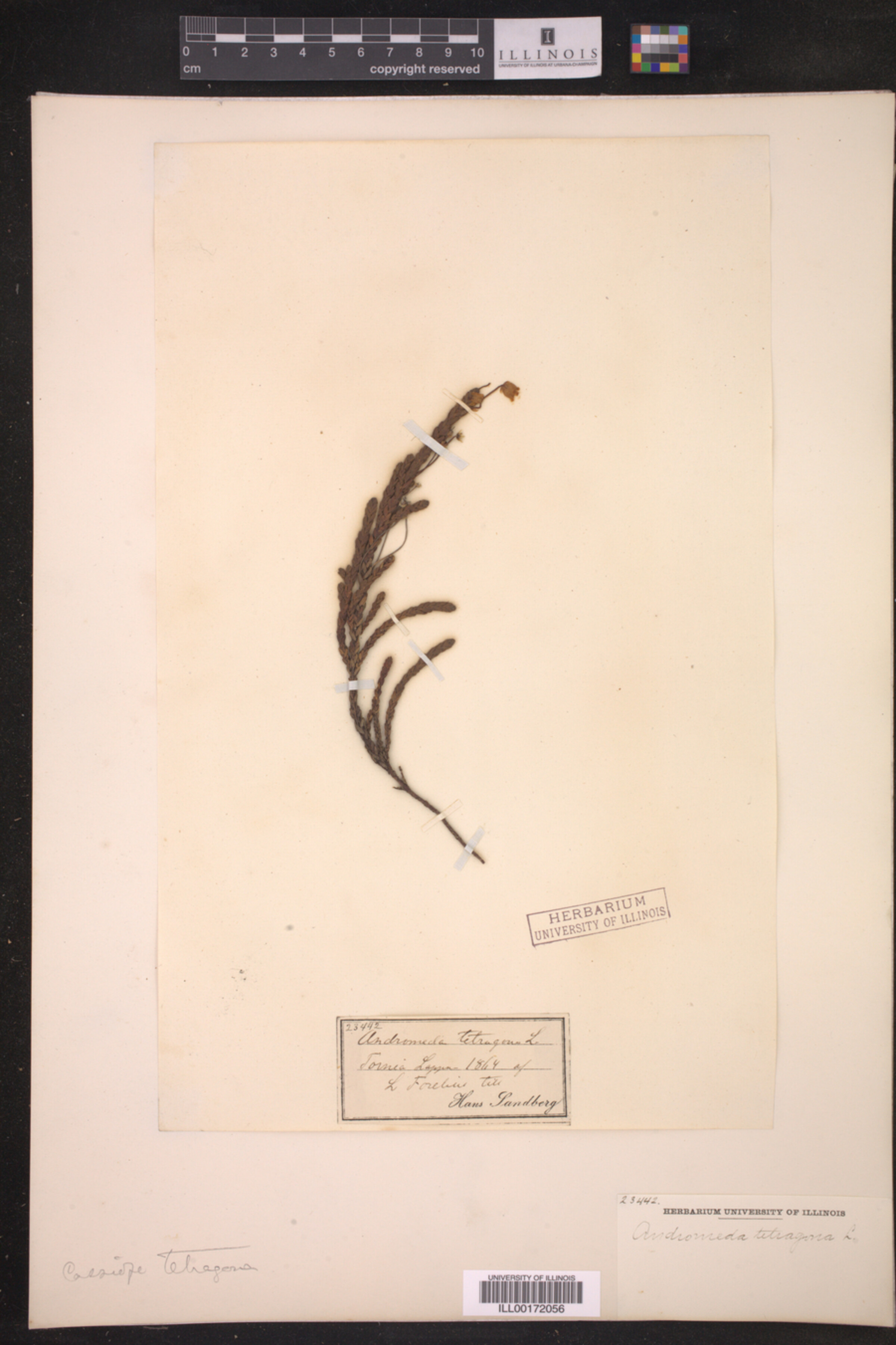 Cassiope tetragona image