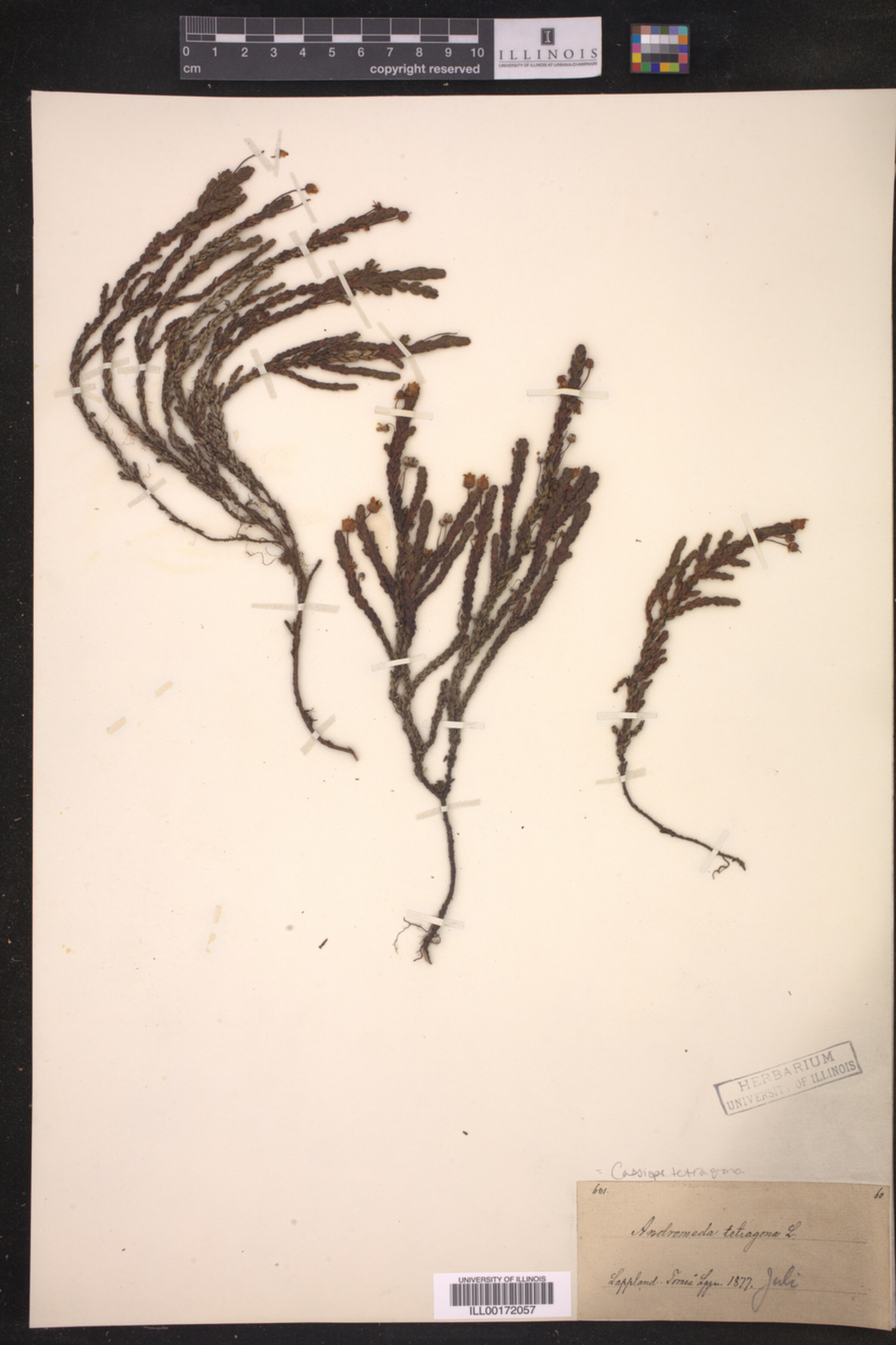 Cassiope tetragona image