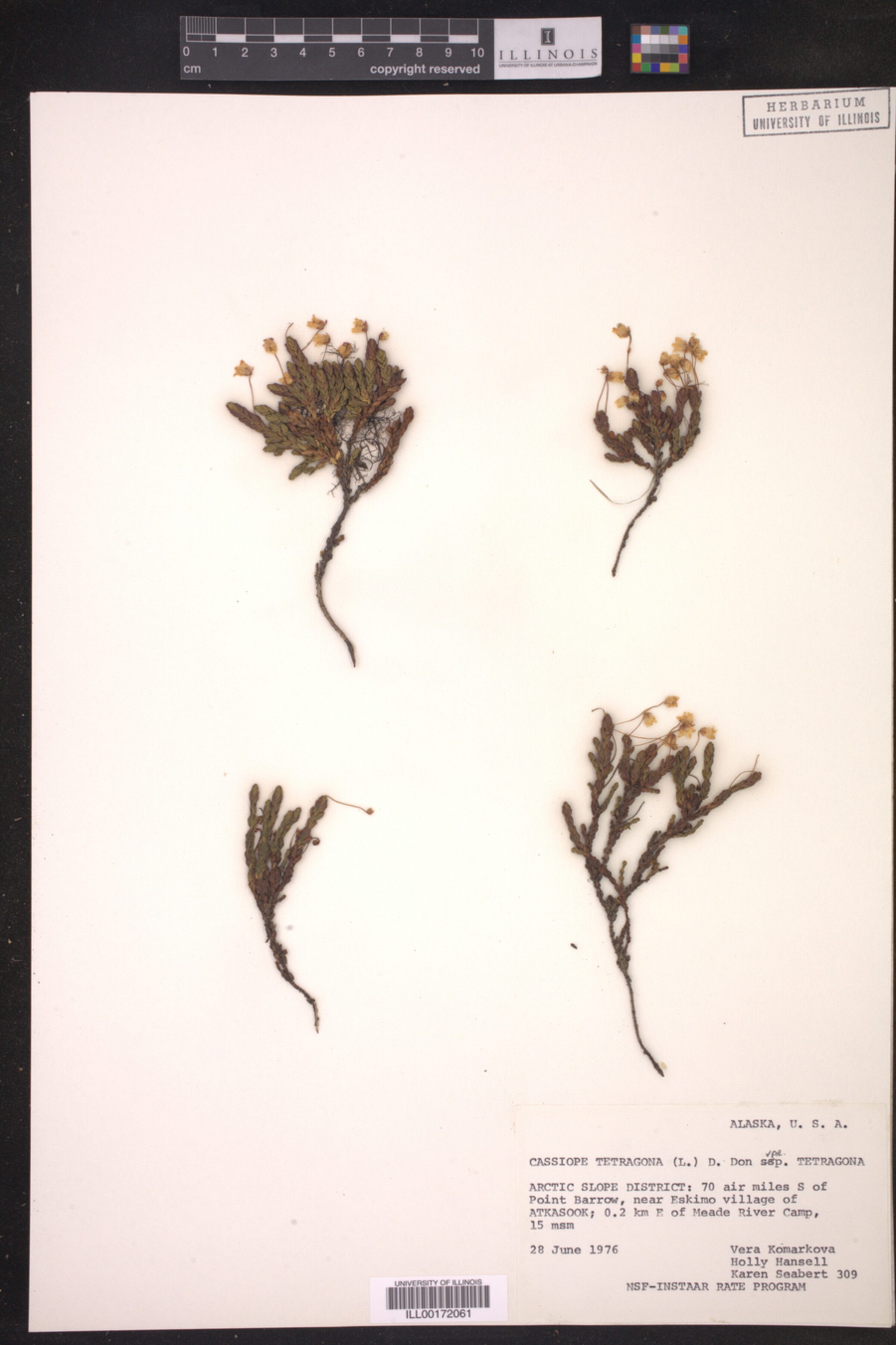 Cassiope tetragona var. tetragona image