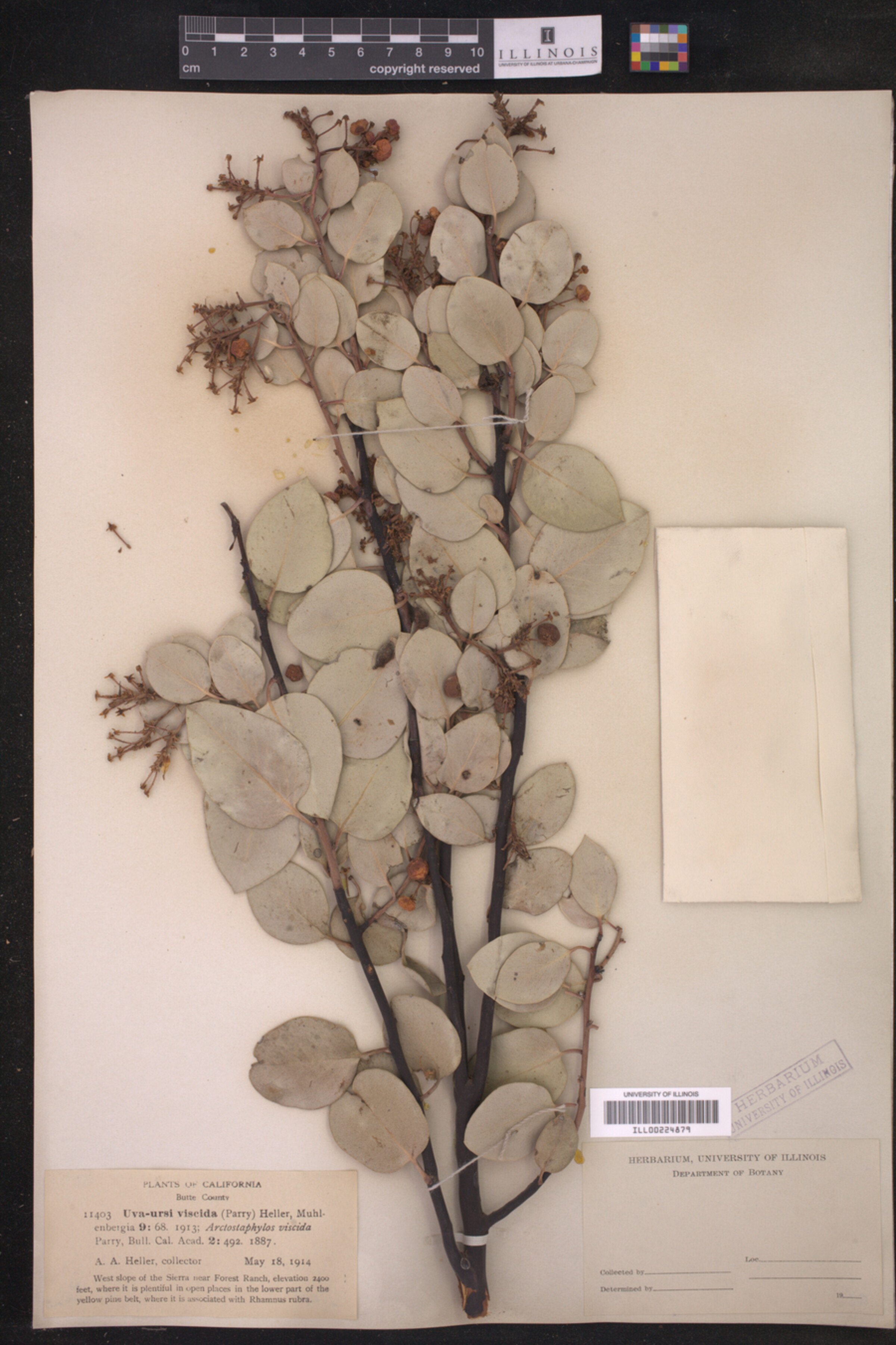 Arctostaphylos viscida image