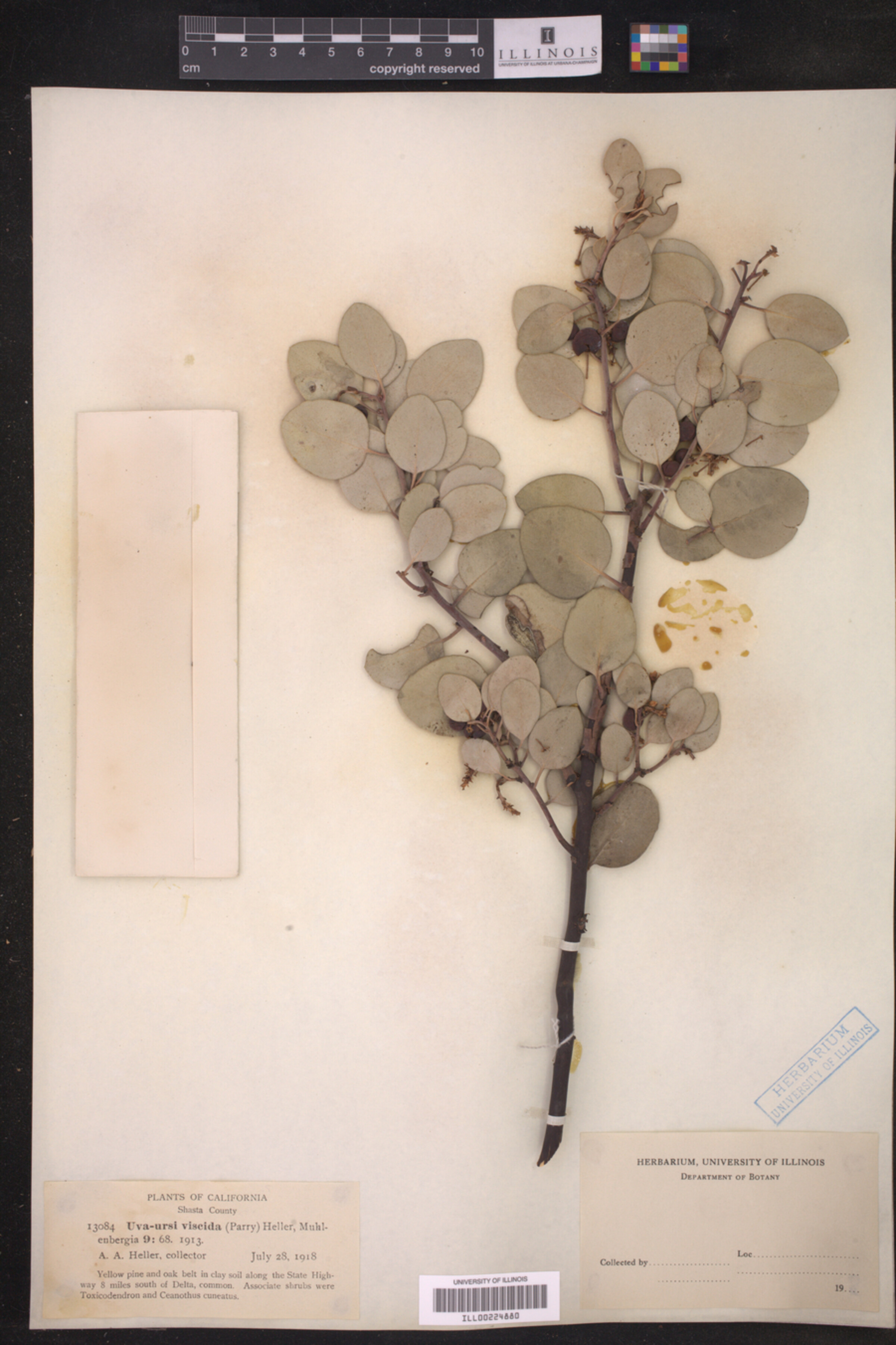 Arctostaphylos viscida image