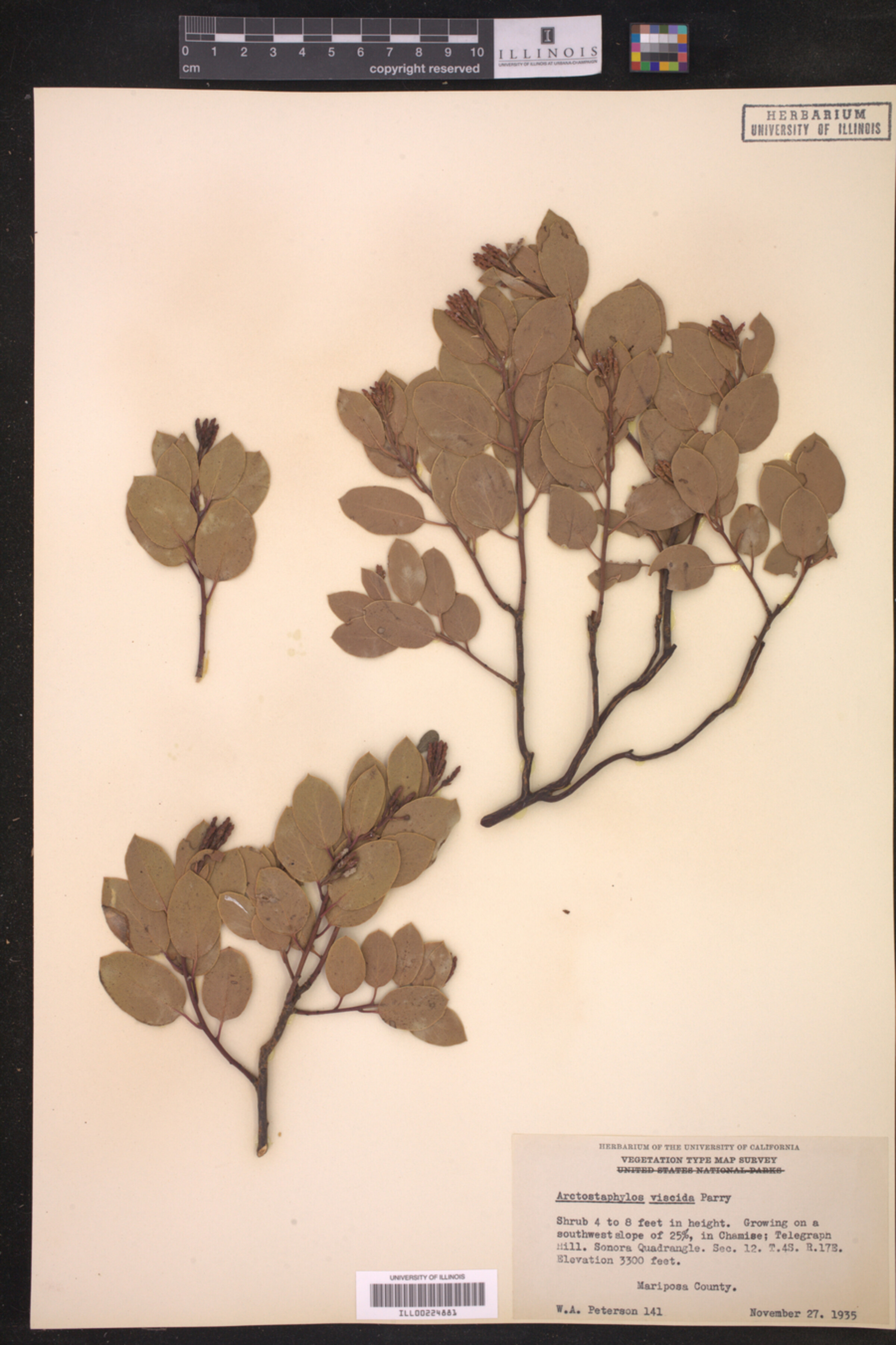 Arctostaphylos viscida image