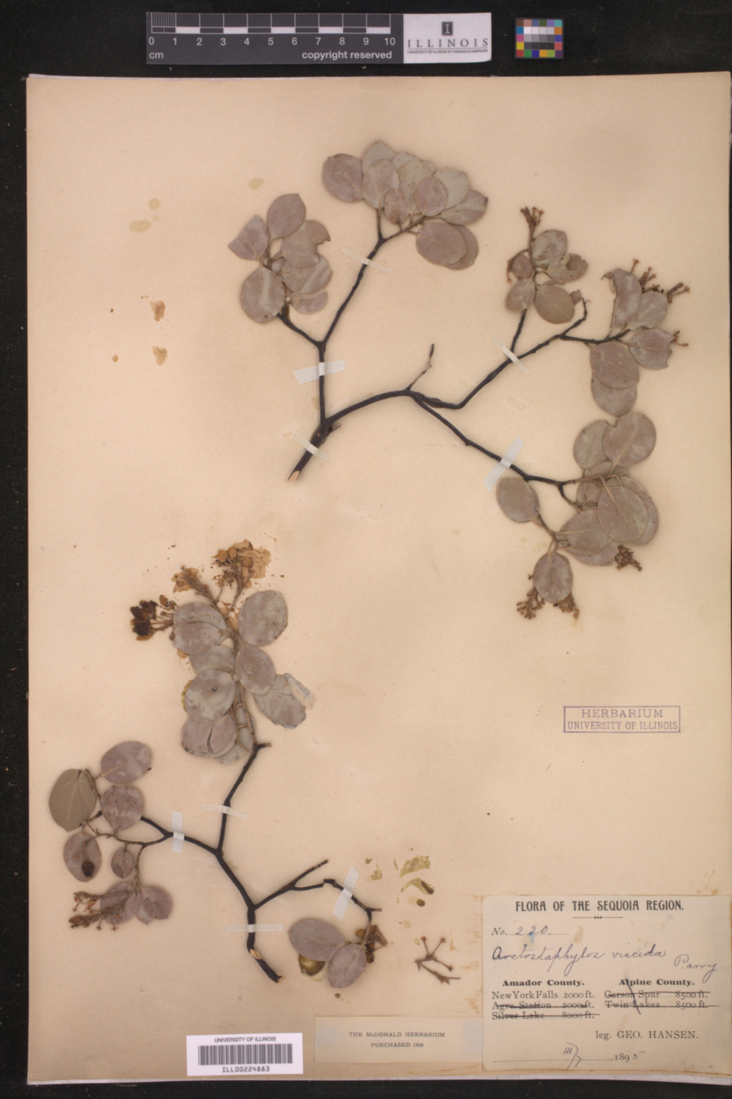 Arctostaphylos viscida image