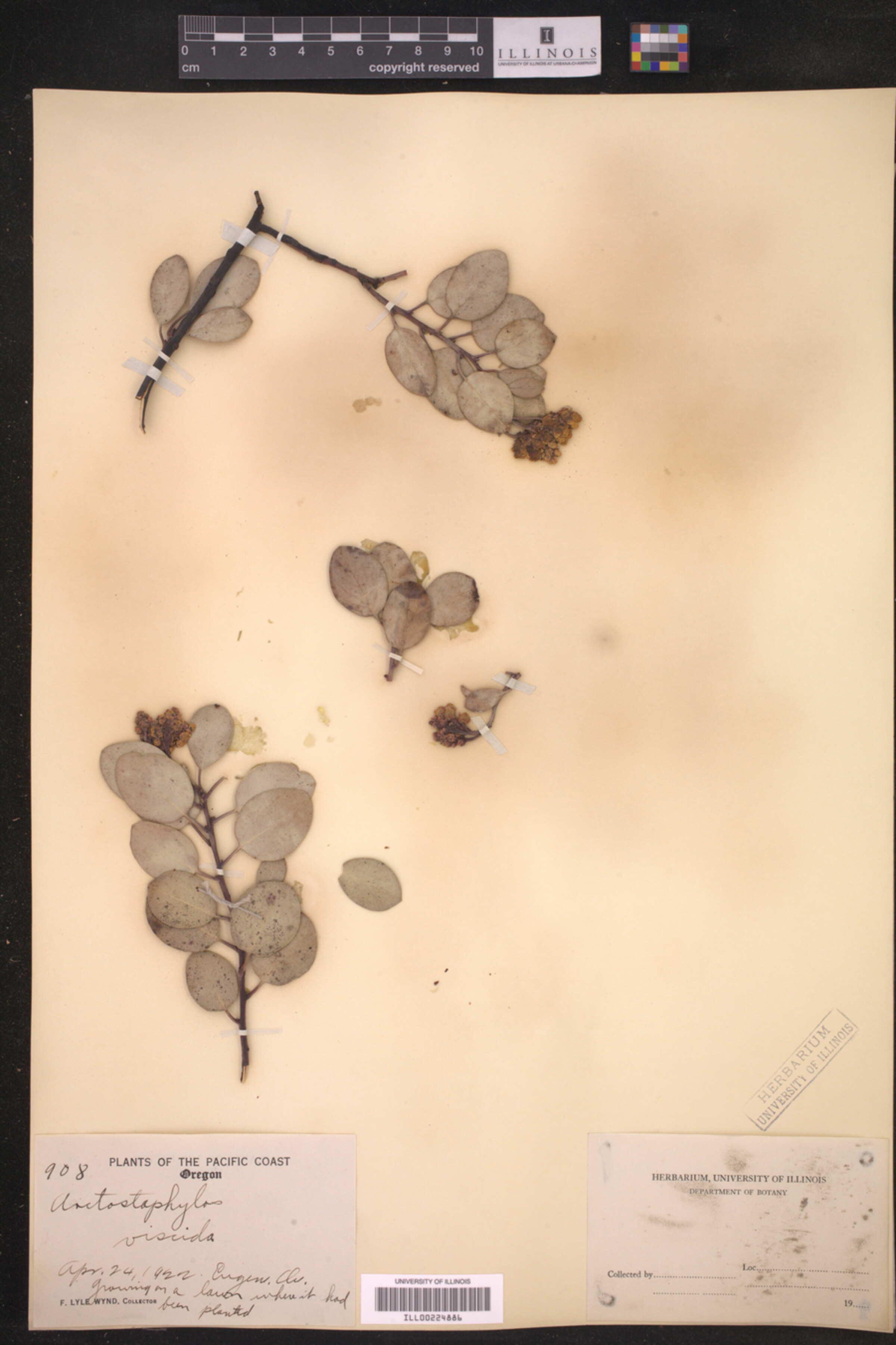 Arctostaphylos viscida image