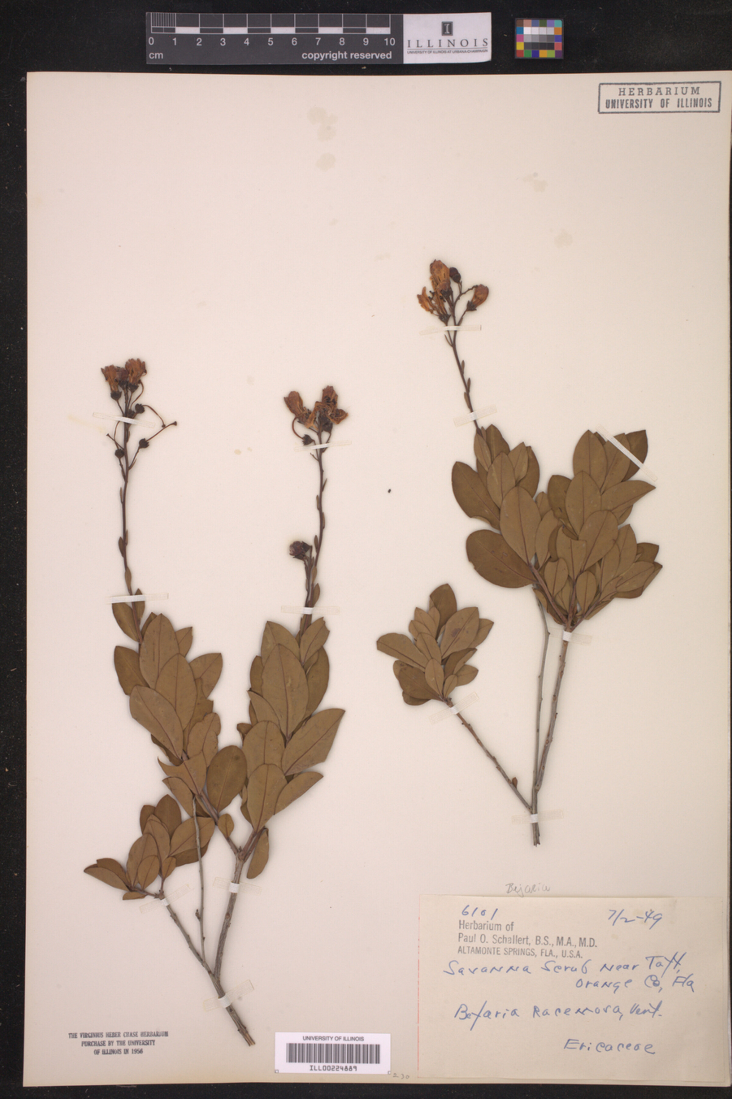 Bejaria image