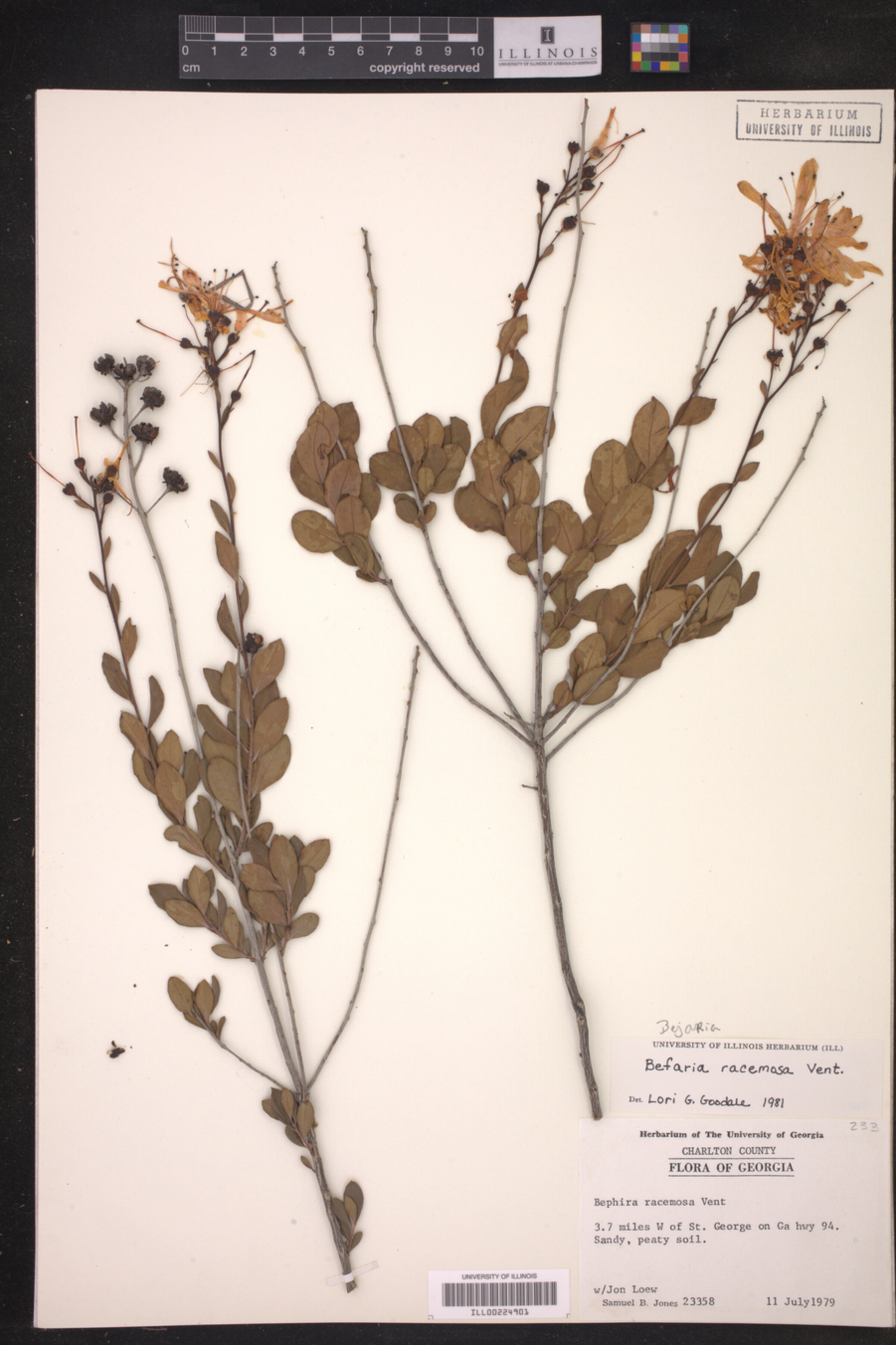 Bejaria image