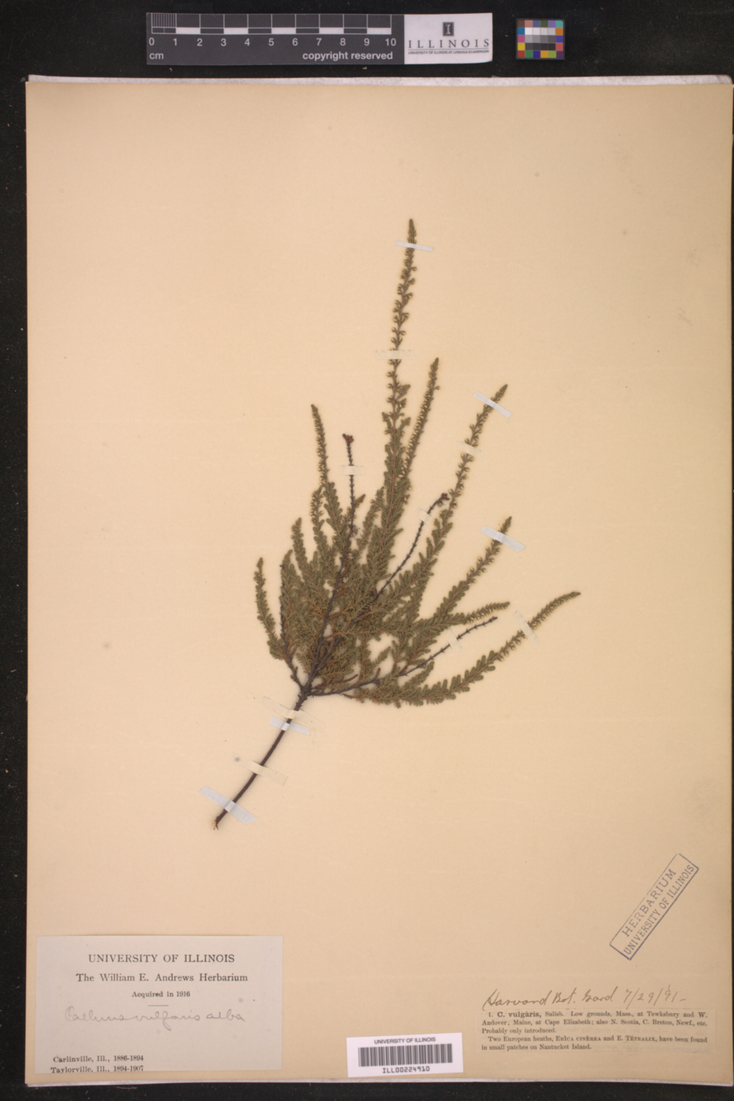 Calluna image