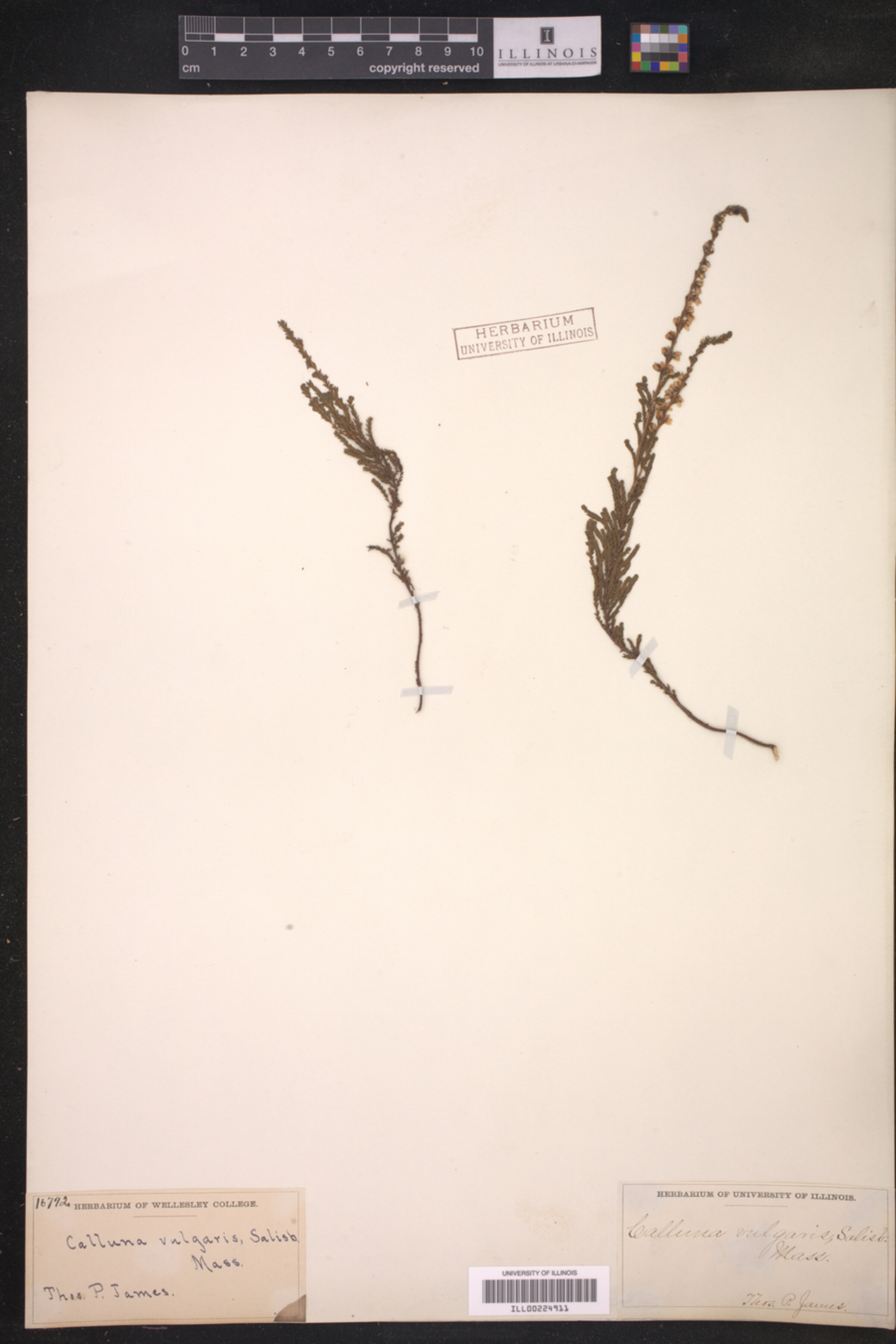 Calluna vulgaris image