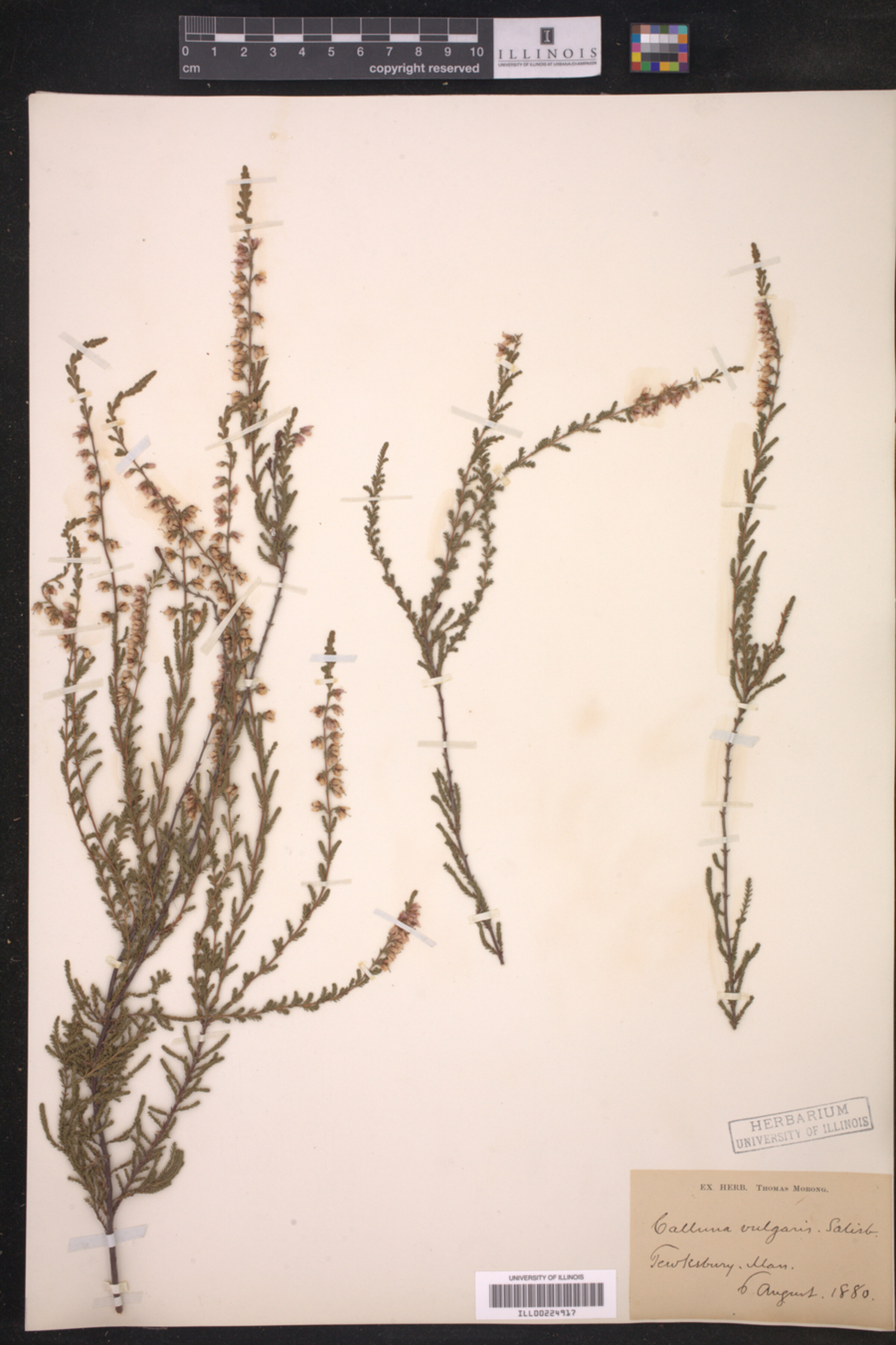 Calluna vulgaris image