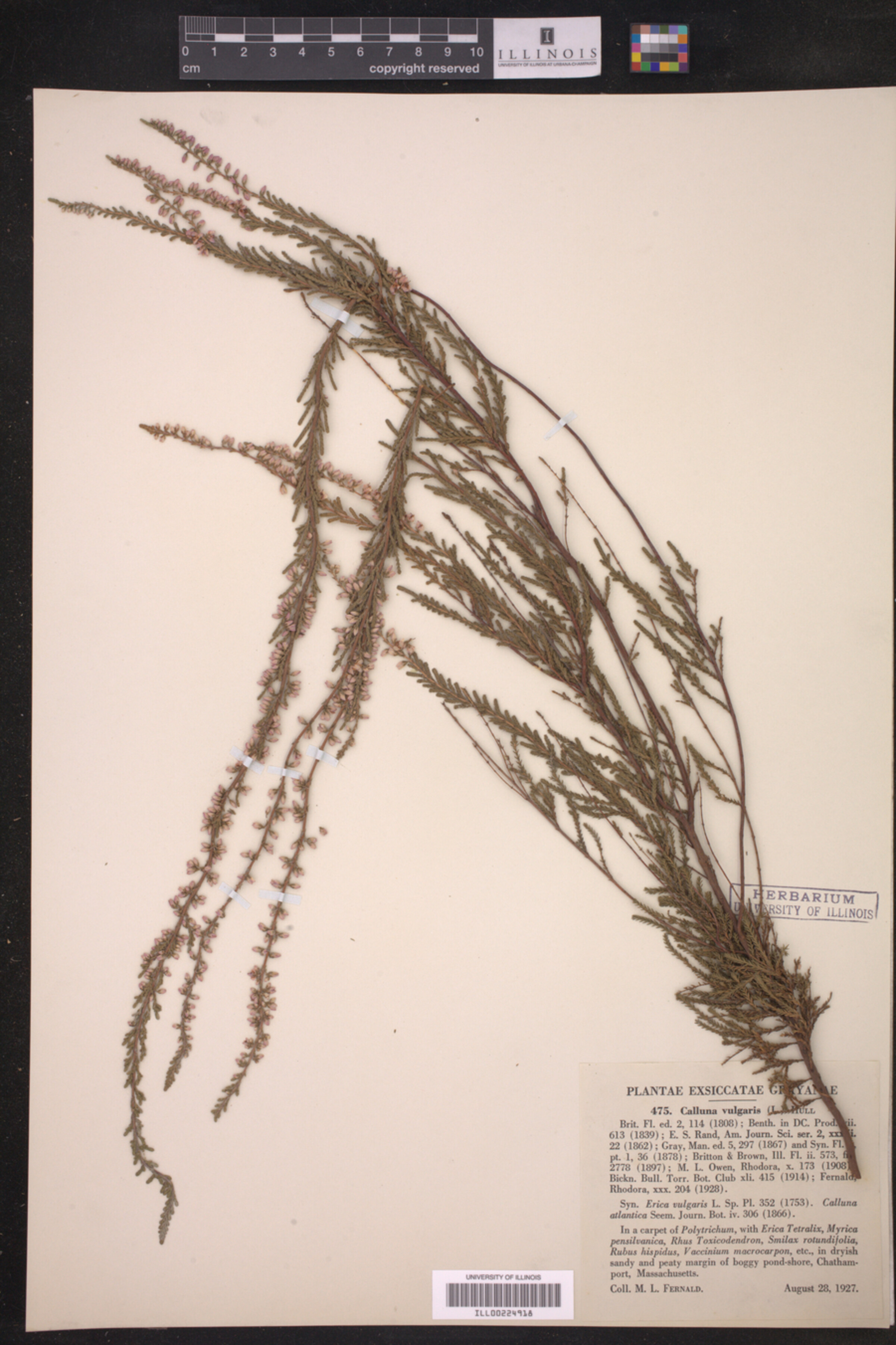 Calluna vulgaris image