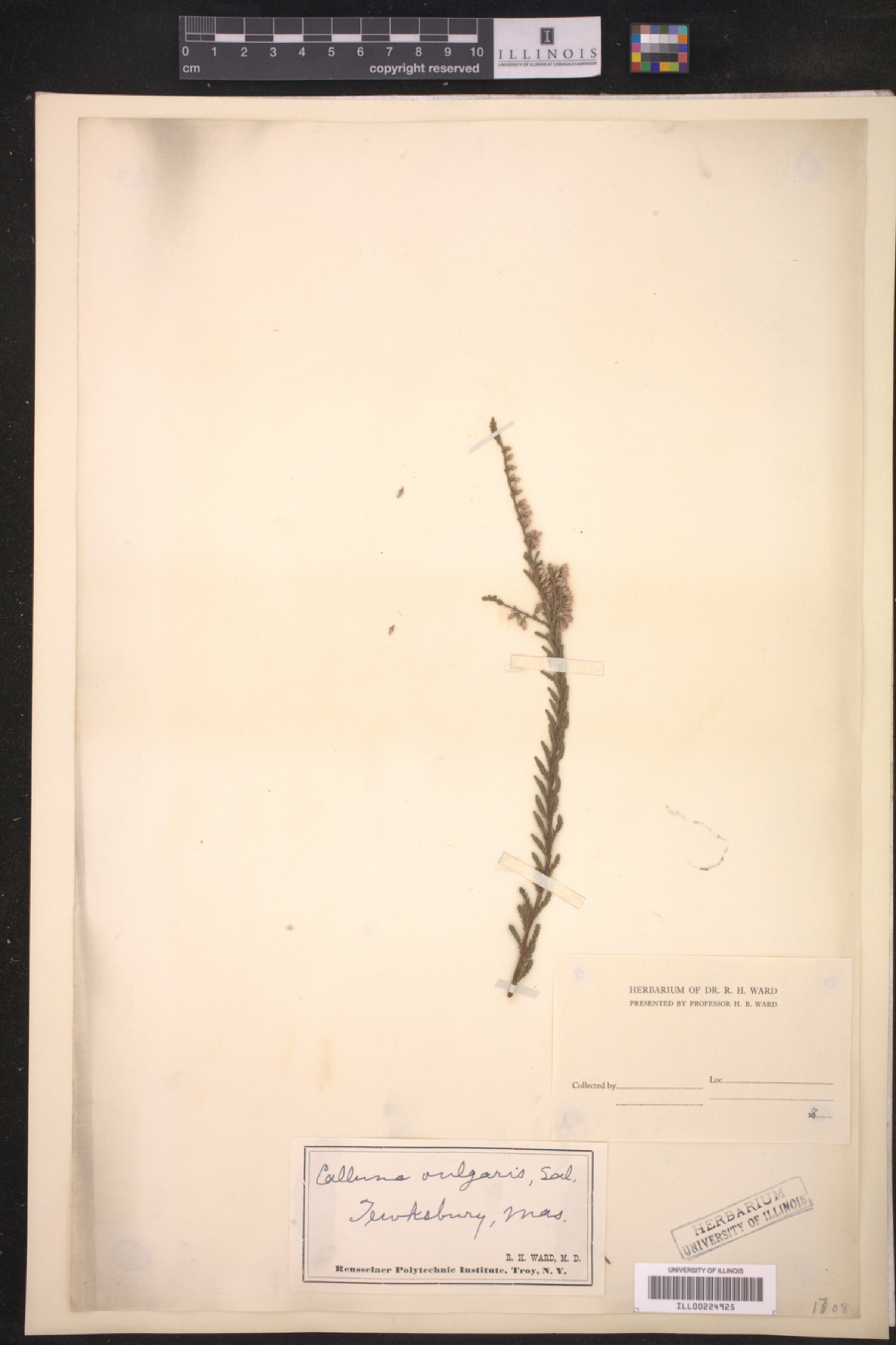 Calluna vulgaris image