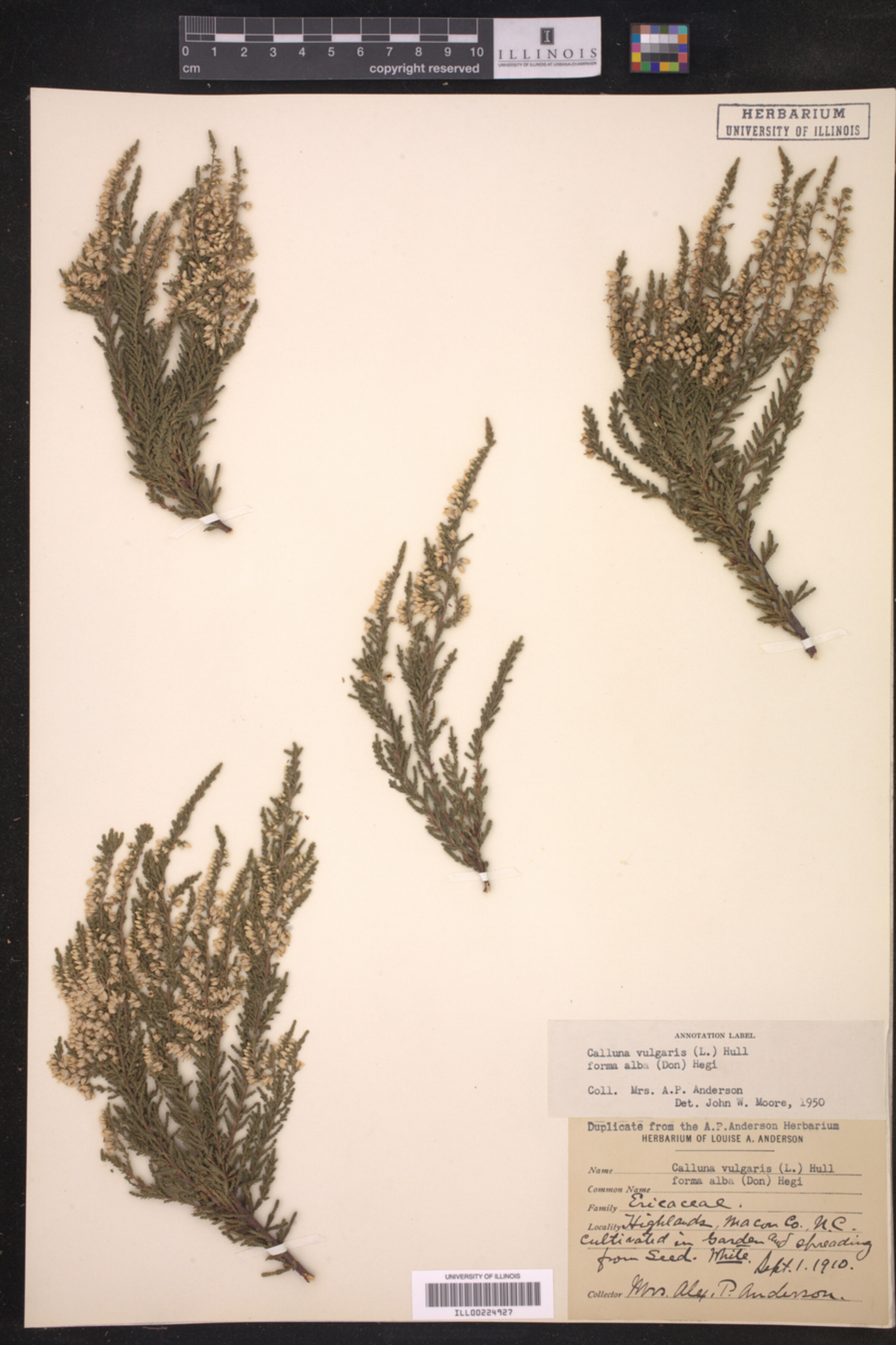 Calluna image