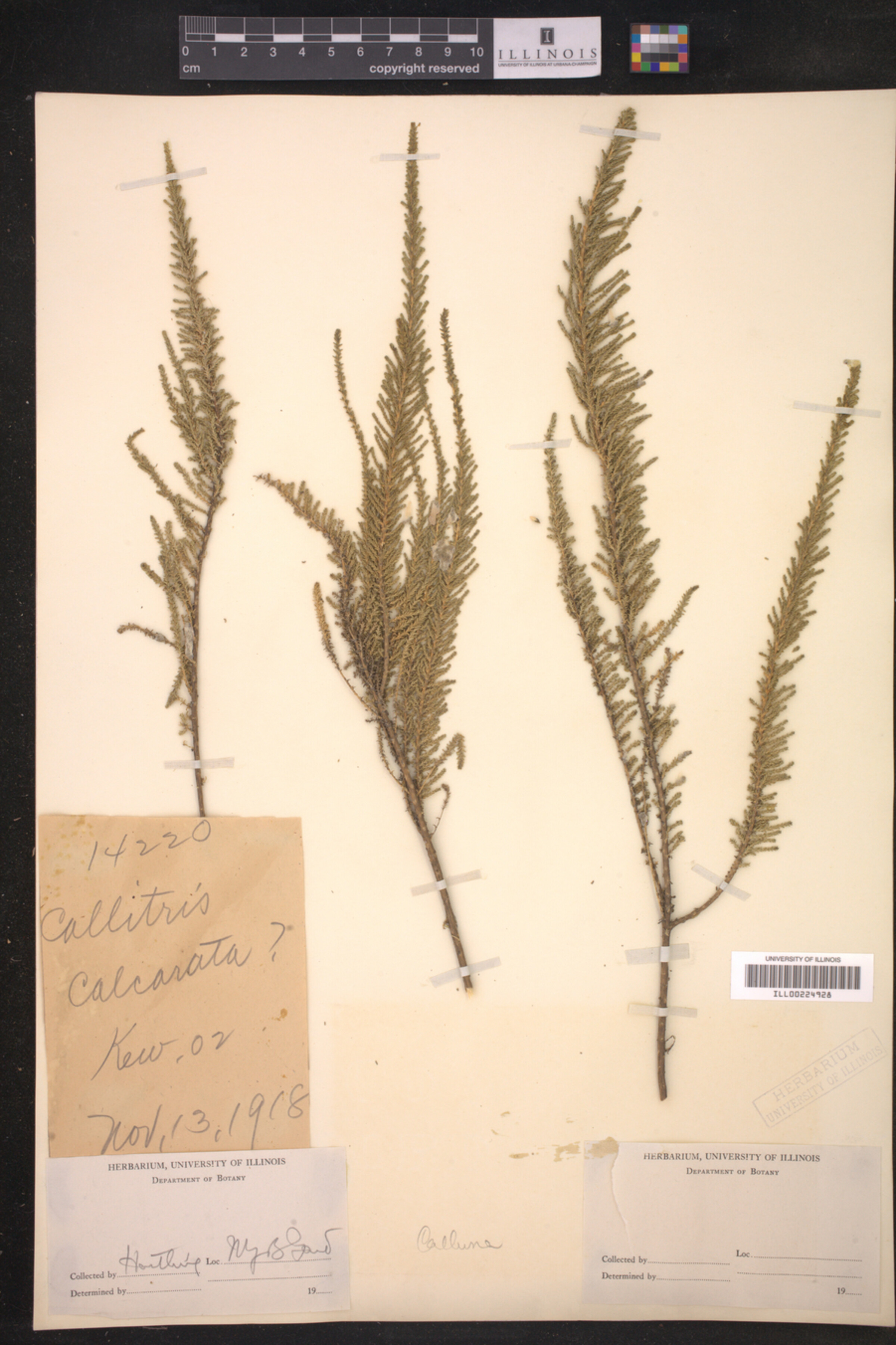 Calluna vulgaris image