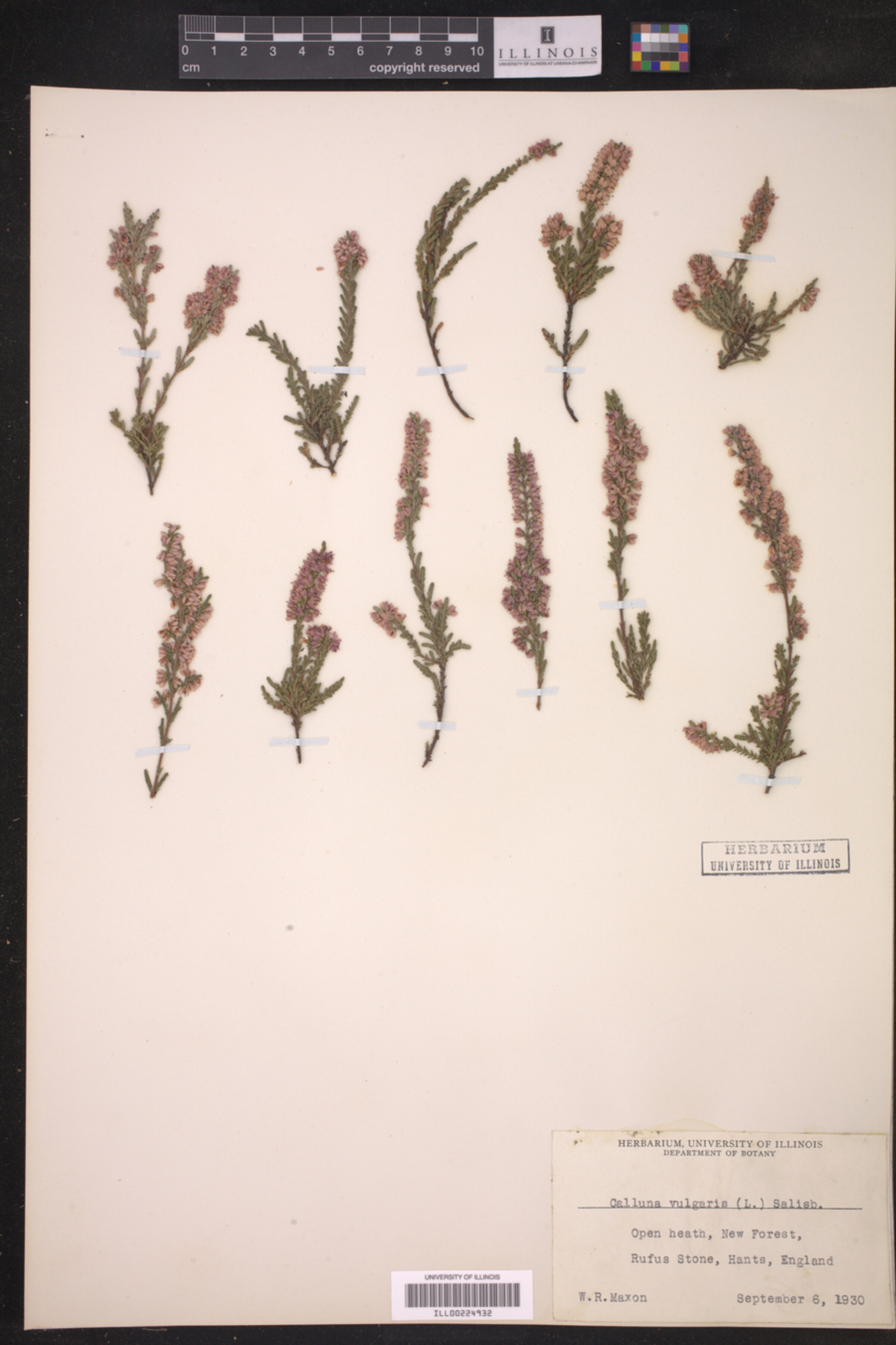 Calluna vulgaris image