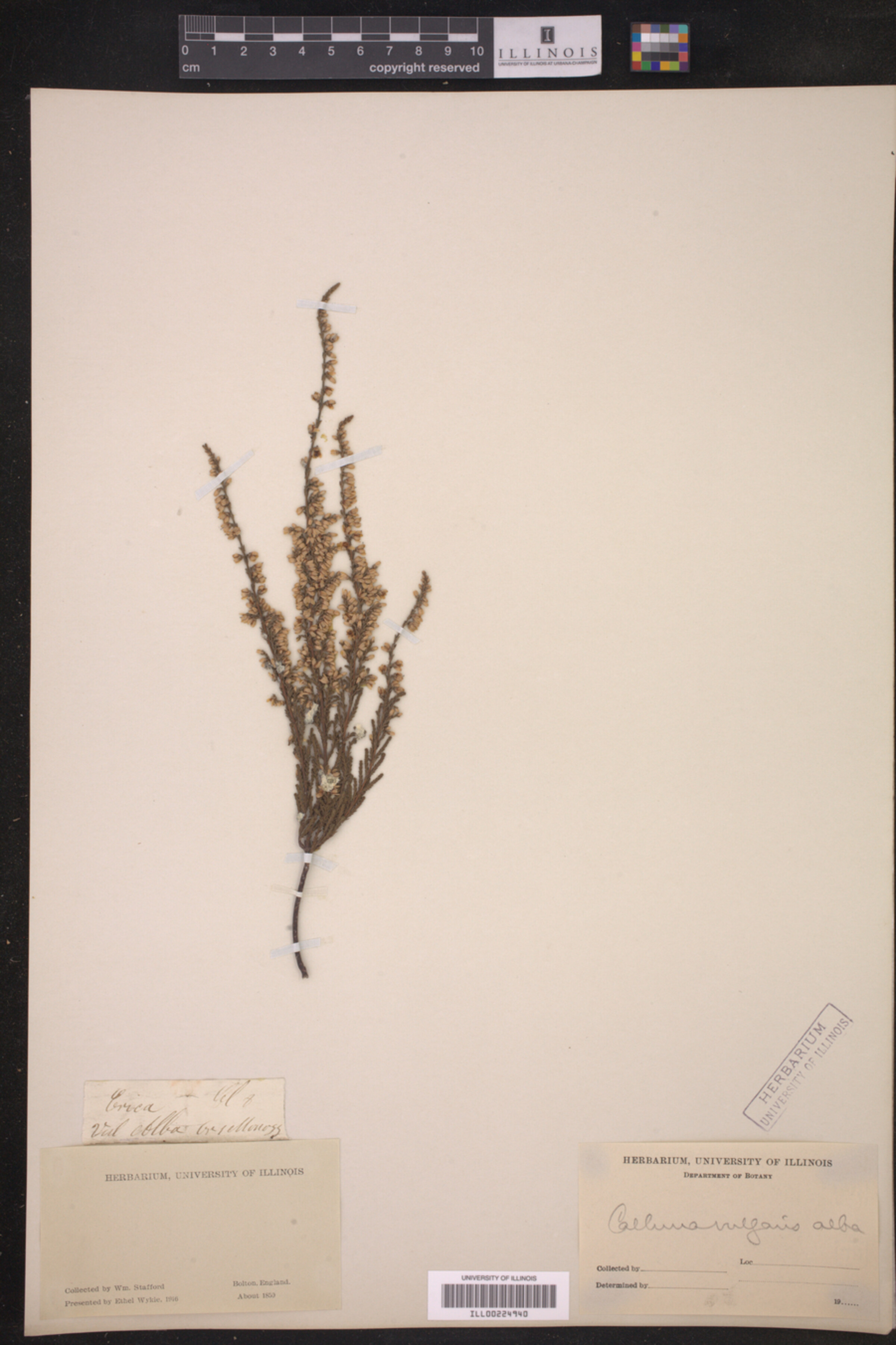 Calluna vulgaris image