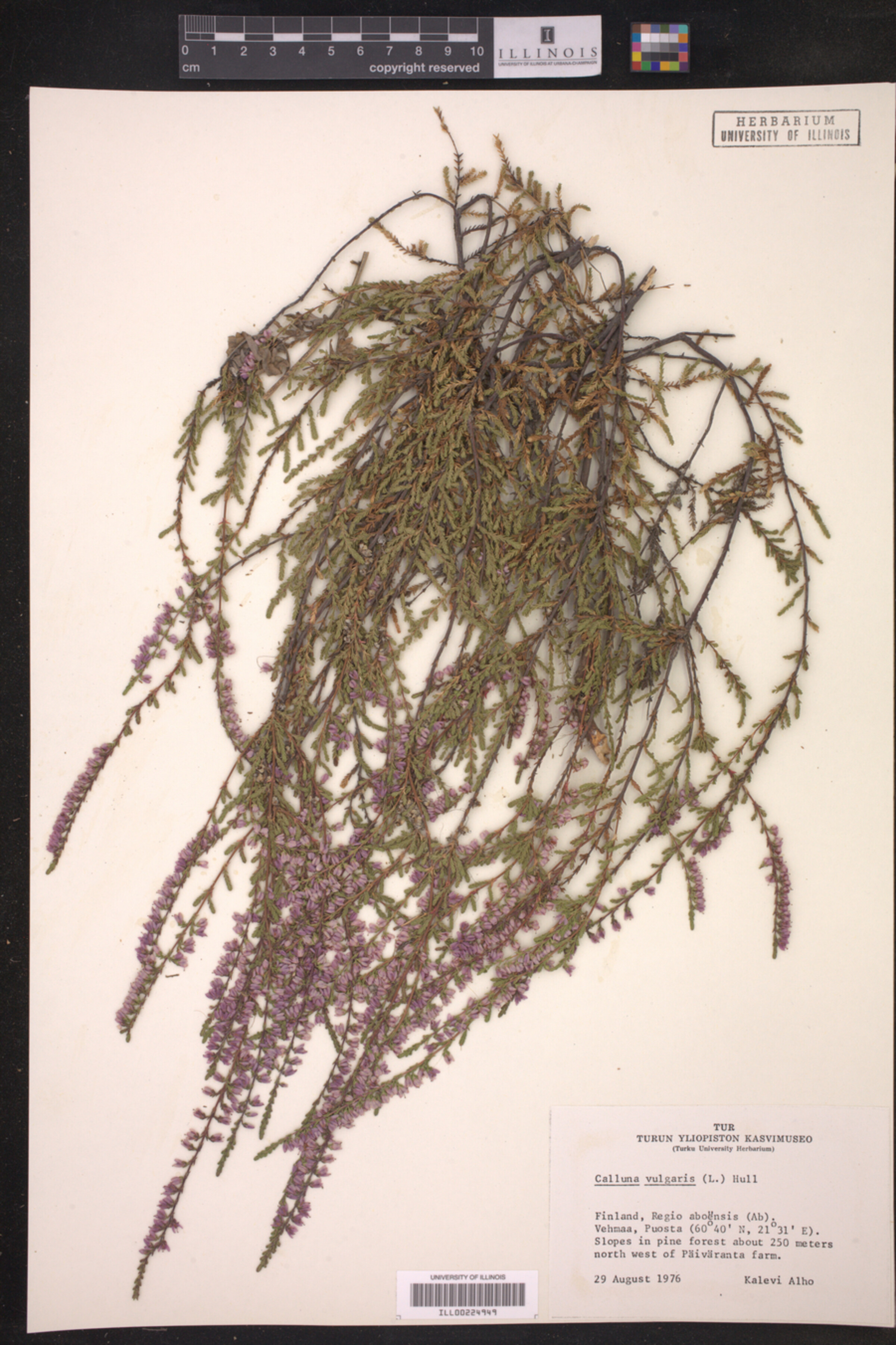 Calluna vulgaris image