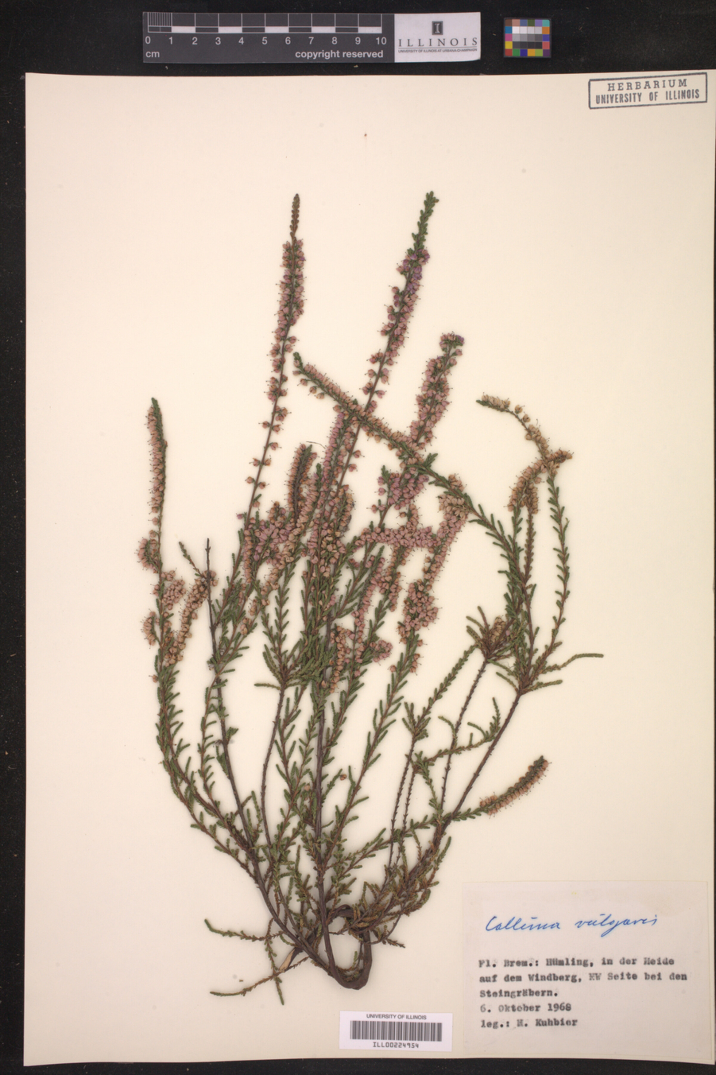 Calluna image