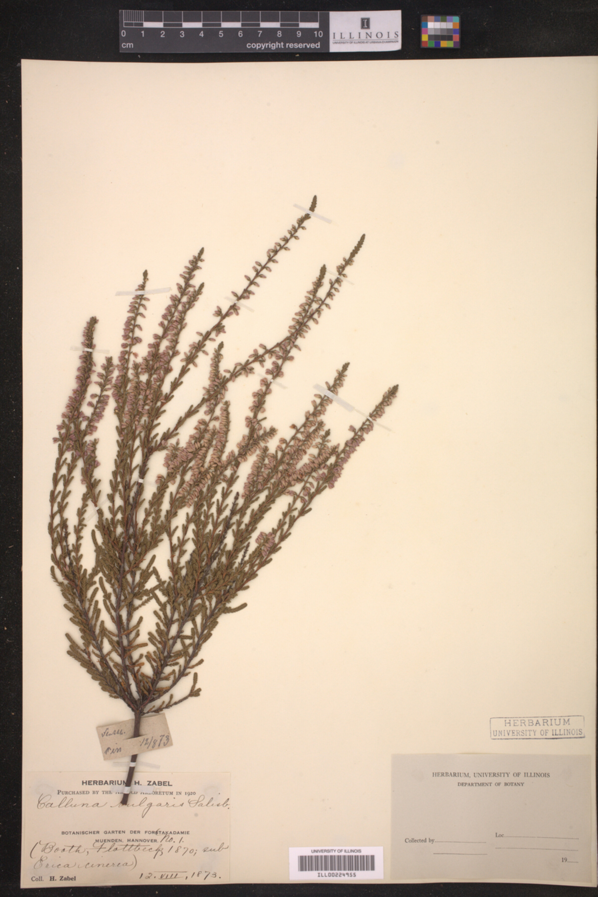 Calluna vulgaris image