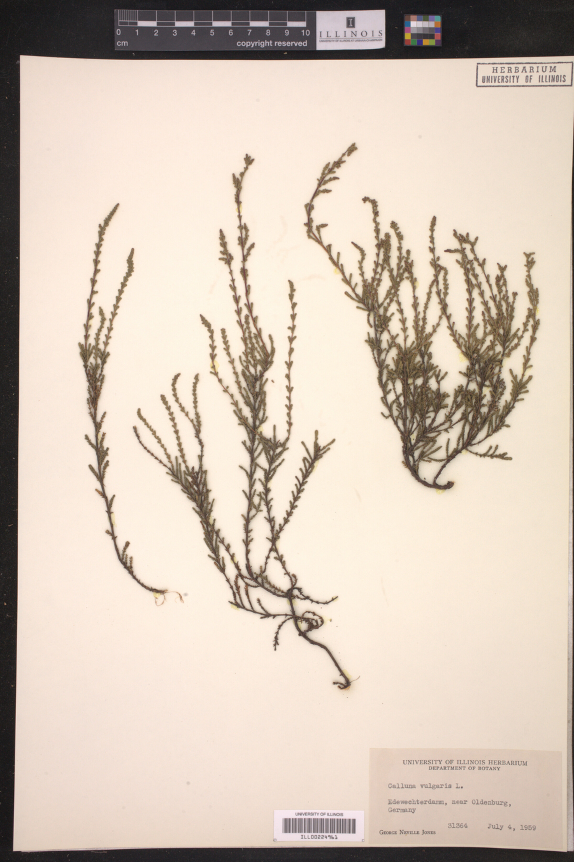 Calluna vulgaris image